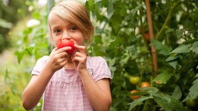 Kind beißt in eine frisch geerntete Tomate