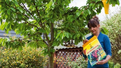 Frau hängt Kirschmadenfalle in einen Baum