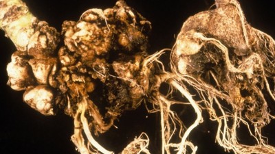 deformierte Pflanzenwurzeln mit zahlreichen knotigen Wucherungen (Kohlhernie)