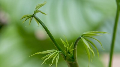 frische Triebe einer Pflanze mit mehreren zarten grünen Blättern