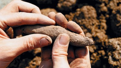 ein erdiger Bodenklumpen zwischen Fingern