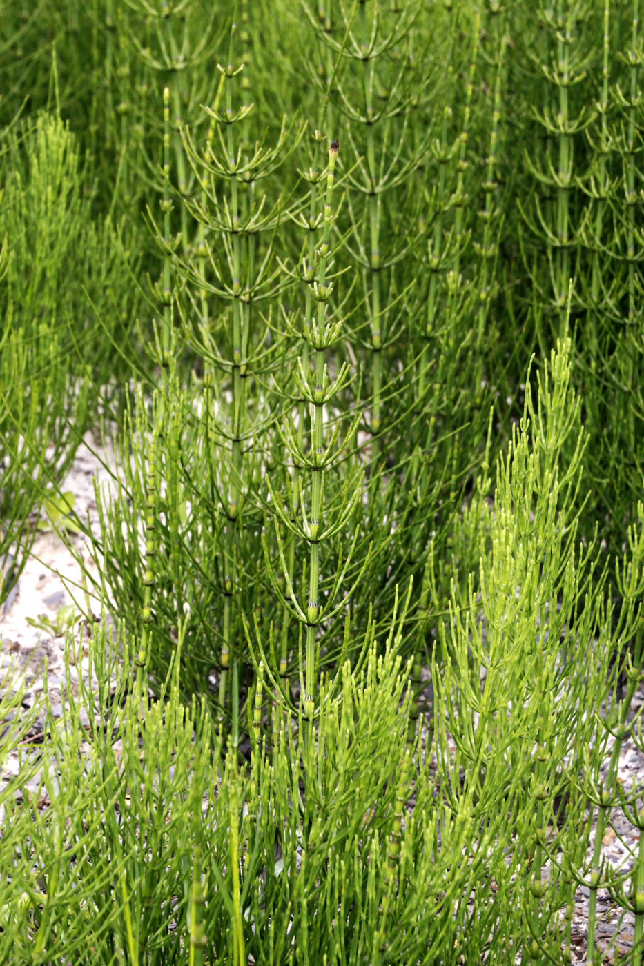 ligustrum ovalifolium solitär Goldliguster - Ligustrum ovalifolium… main image 1