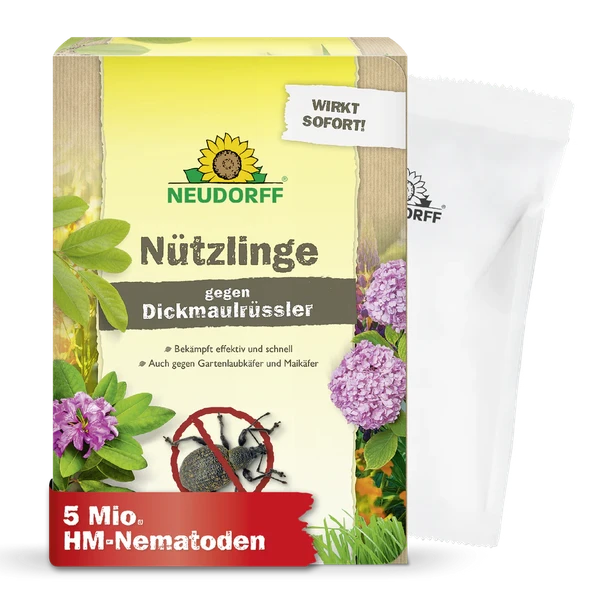 olivenbaum zu verschenken Mini-Olivenbaum (Geschenk) kaufen
