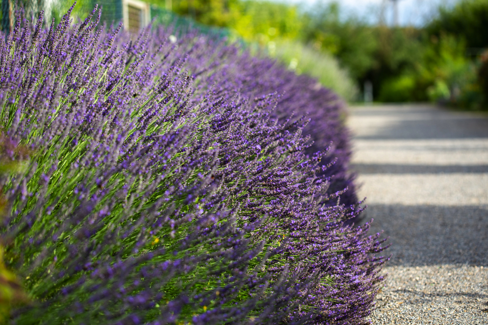 Lavendel pflanzen, pflegen, vermehren