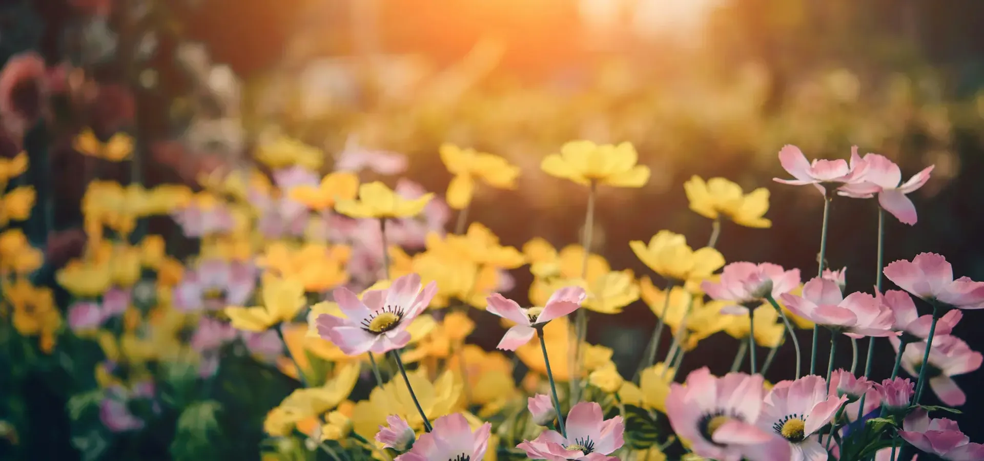 Roze En Gele Bloemen In Bloei - Foto door Pixababy