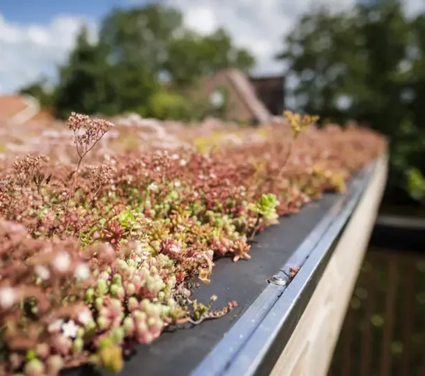 Sedumplantjes op het dak van een overkapping