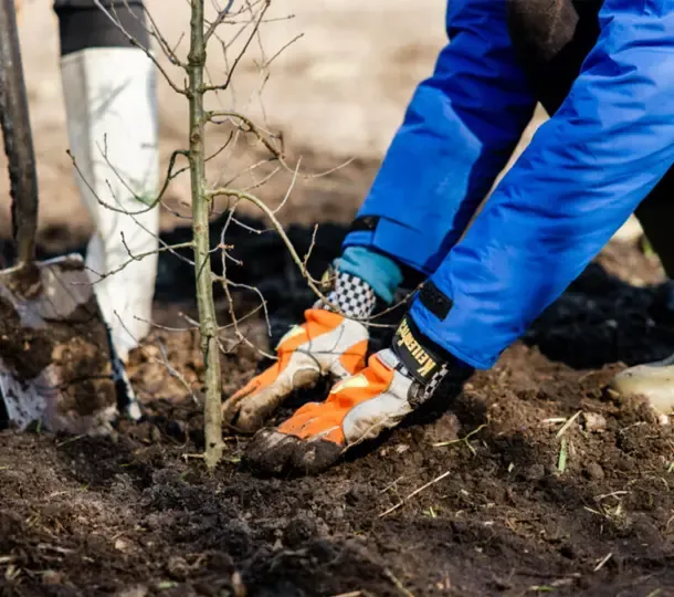 Twee handen in het zand die een boom aan het planten zijn
