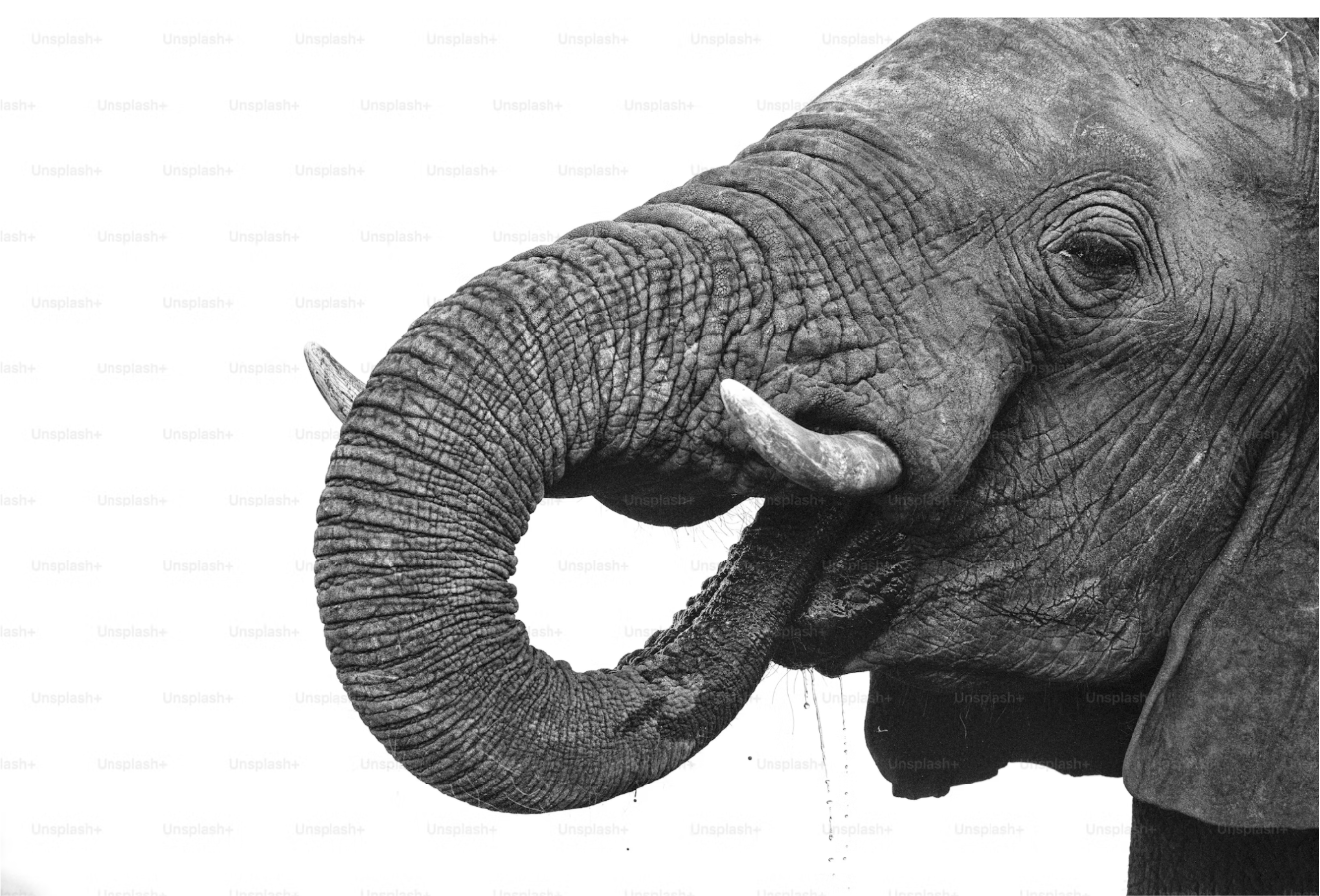 Photograph of an elephant