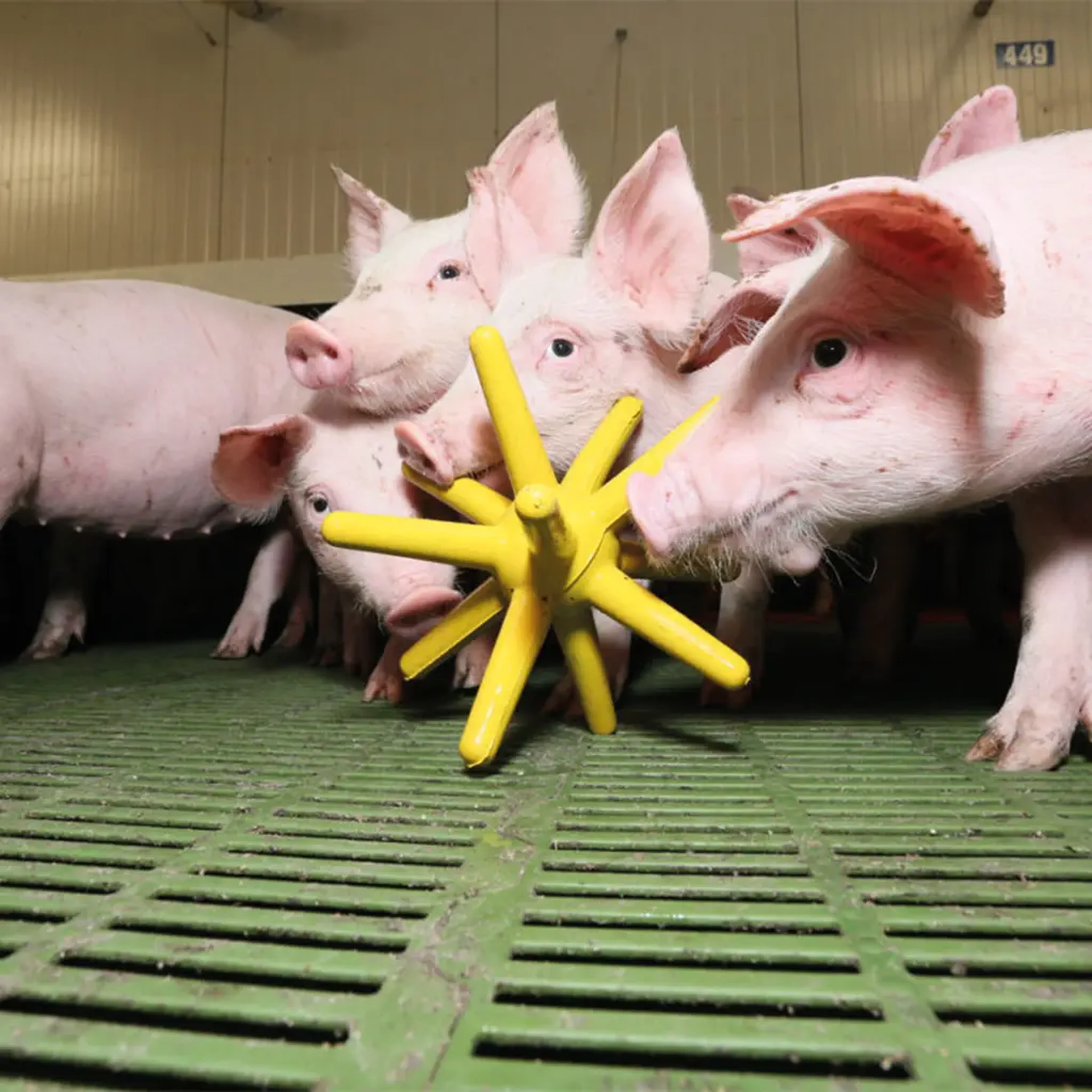 Pigs playing with a rubber toy
