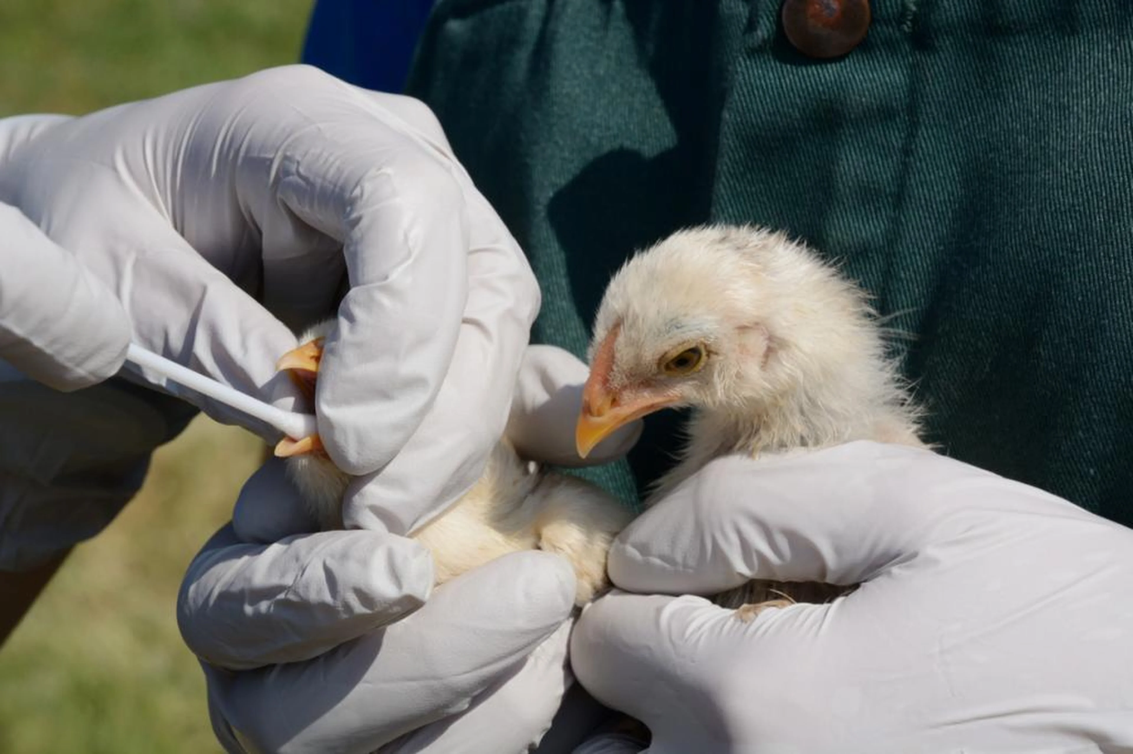 Chicken sick bird flu