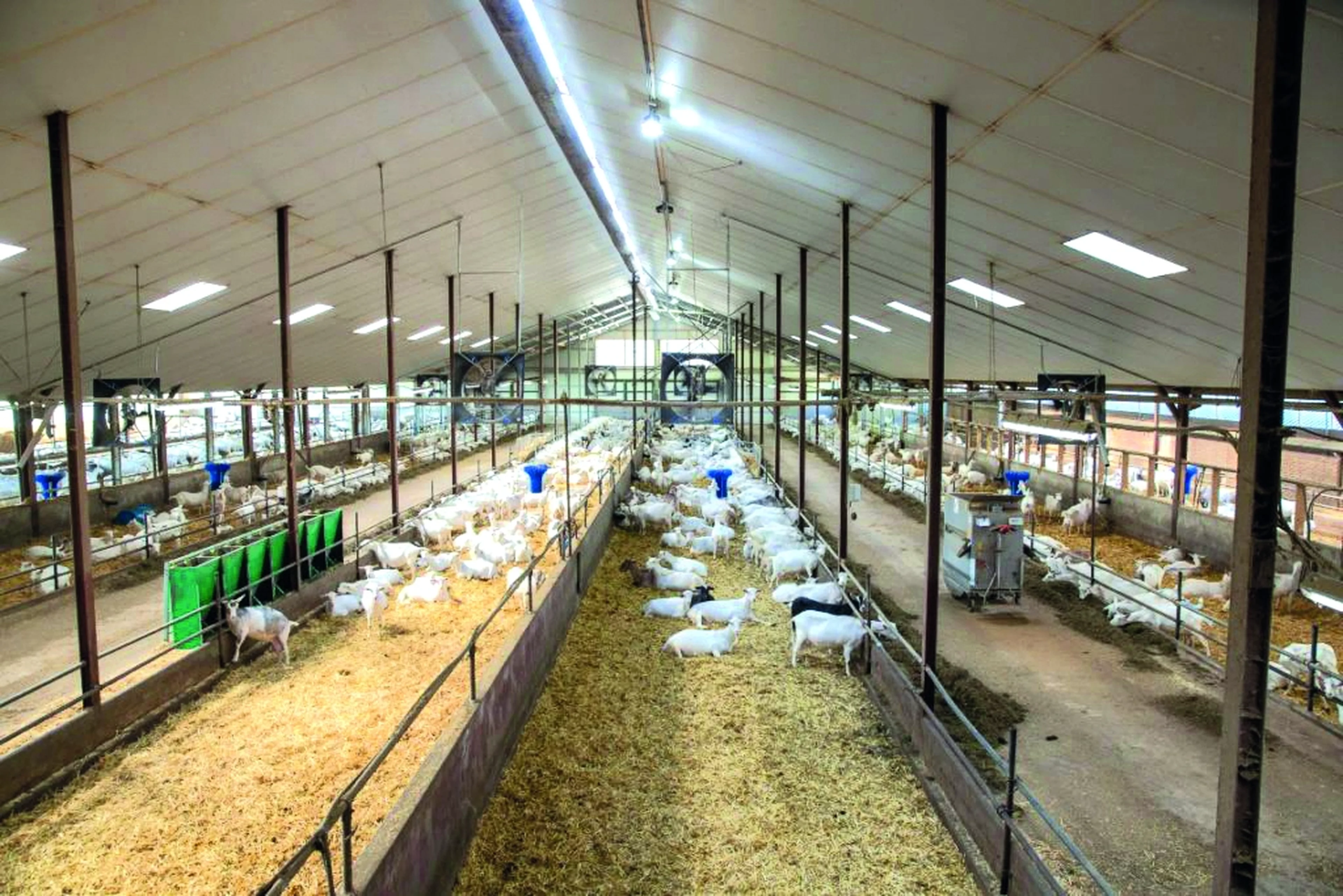 Veelers goat farm drycare