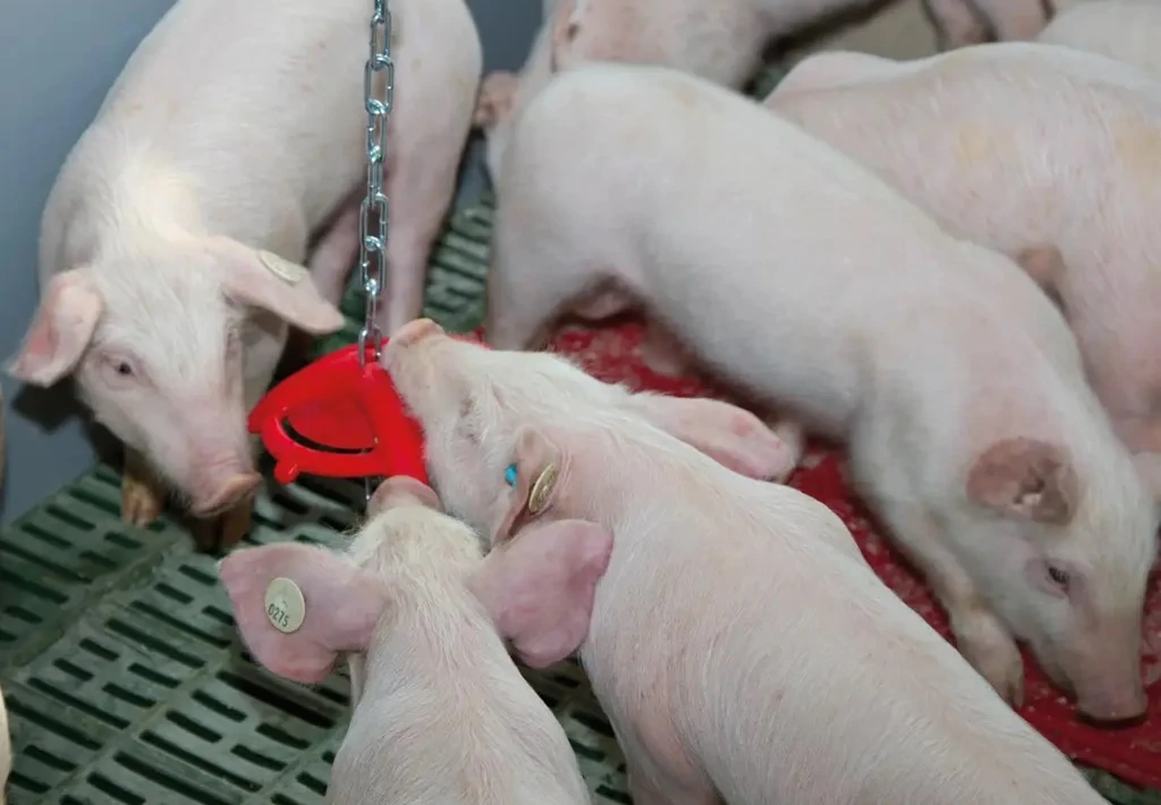 Red star with chain as pigs toy