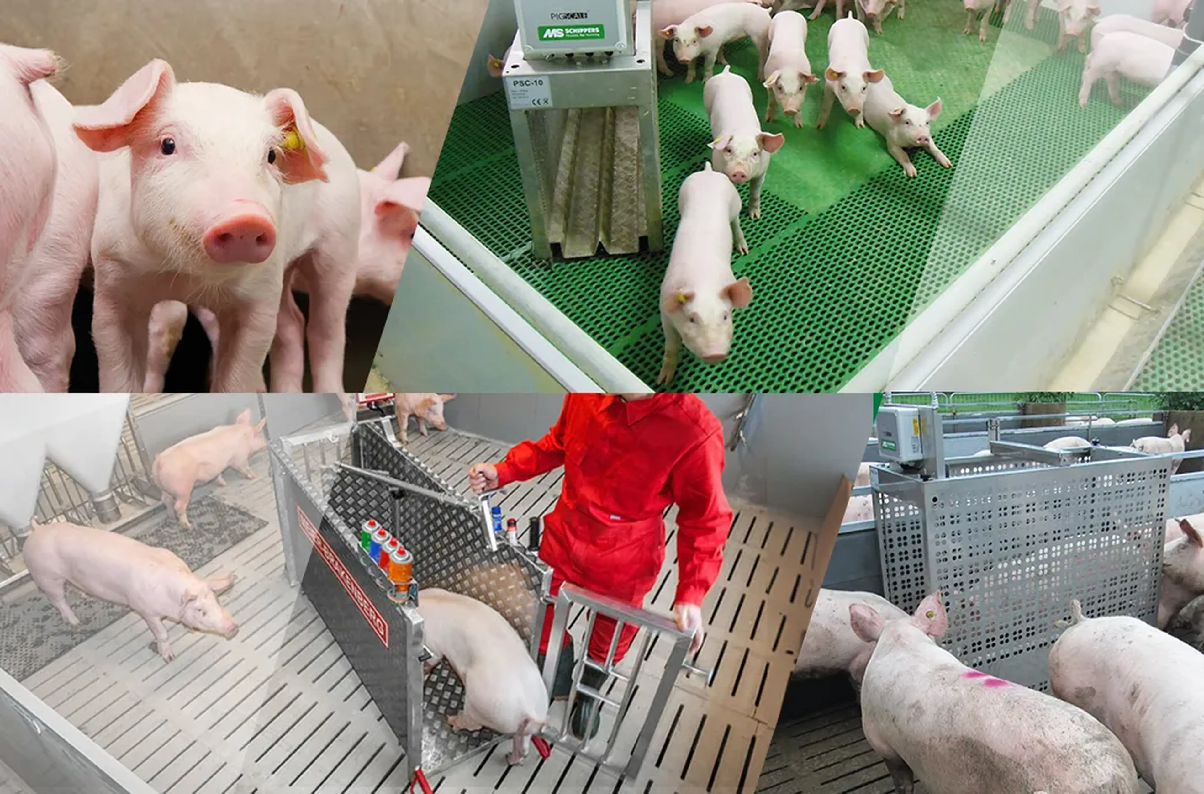 Pig animal scale EasyScale PigScale Weight Pig pen