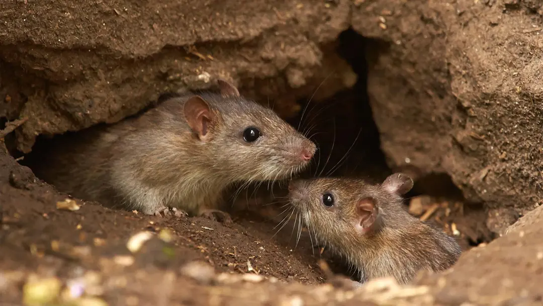 Fiese Ratten 9 tips voor ratten en muizen bestrijden