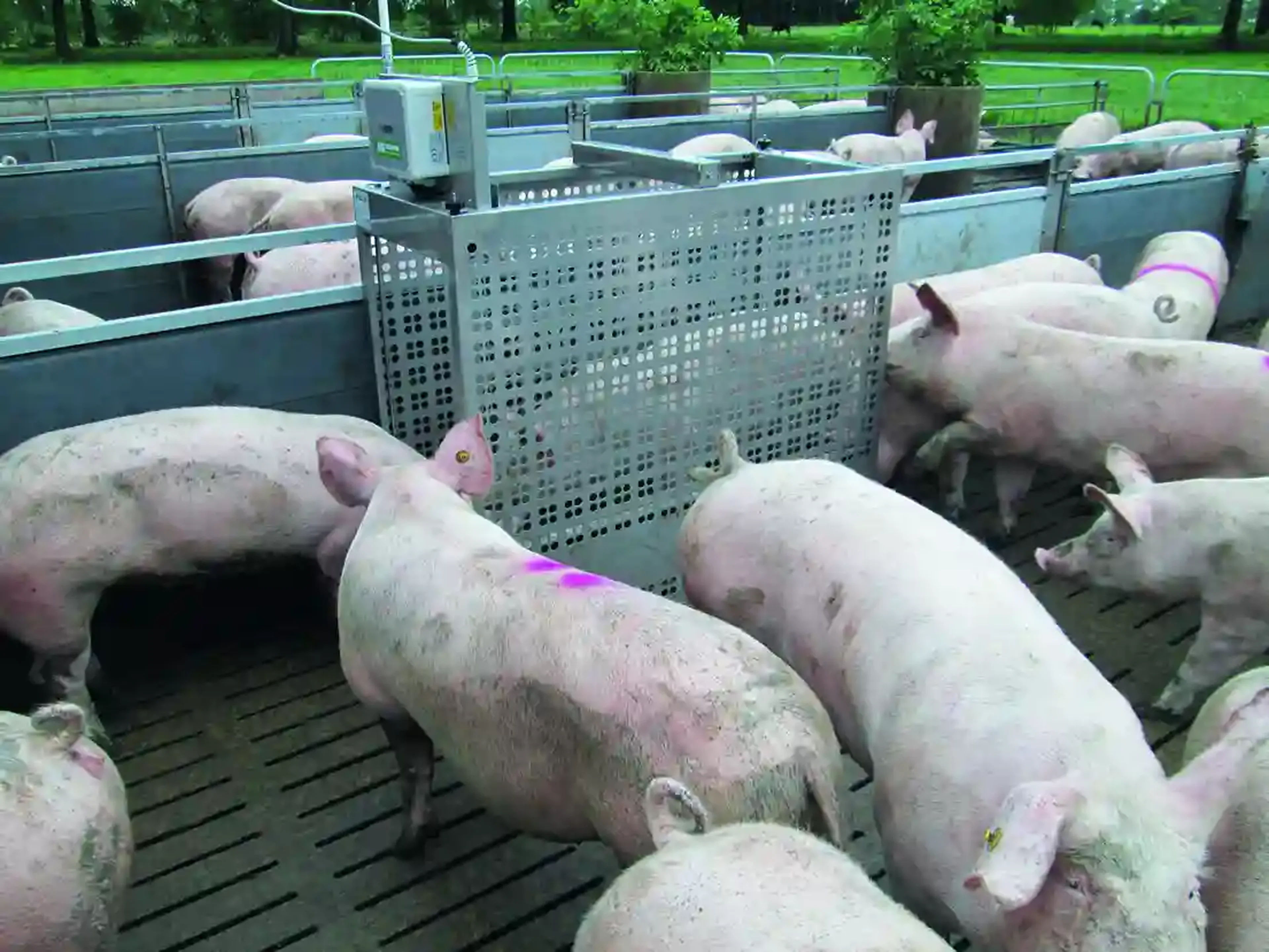 fattening  pigs pigscale