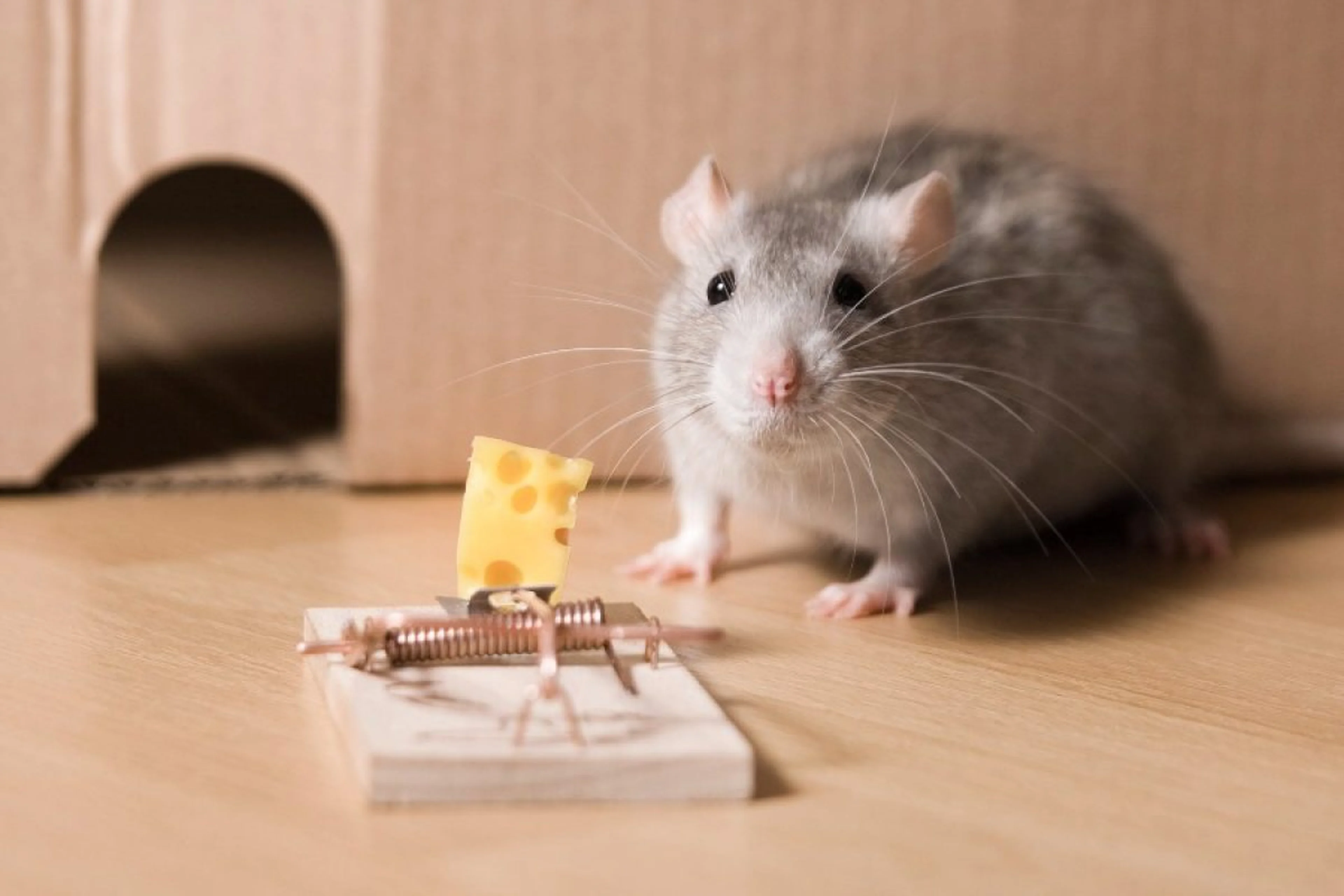 ratto vagante 