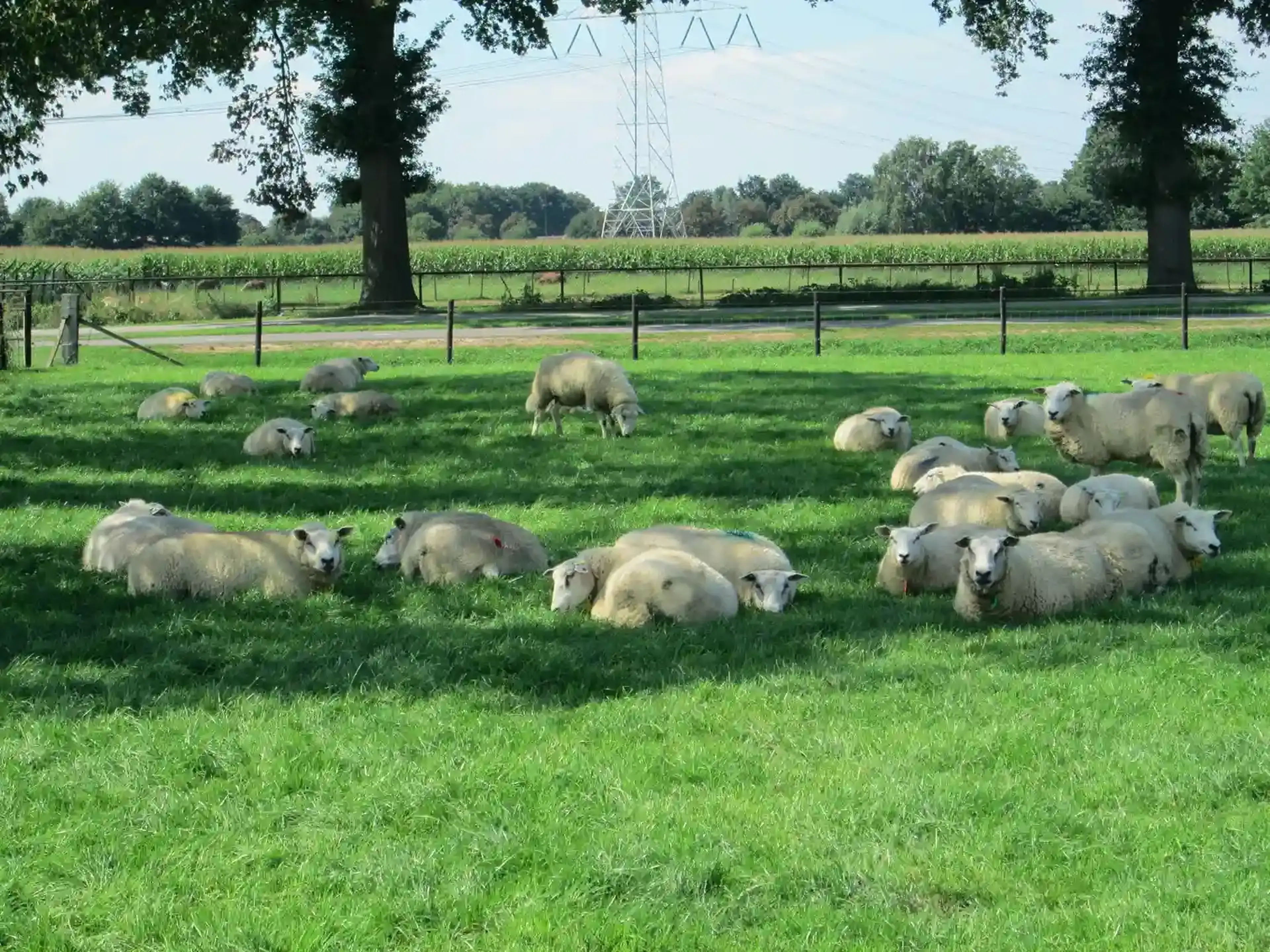 Sheep outside fencing grassland