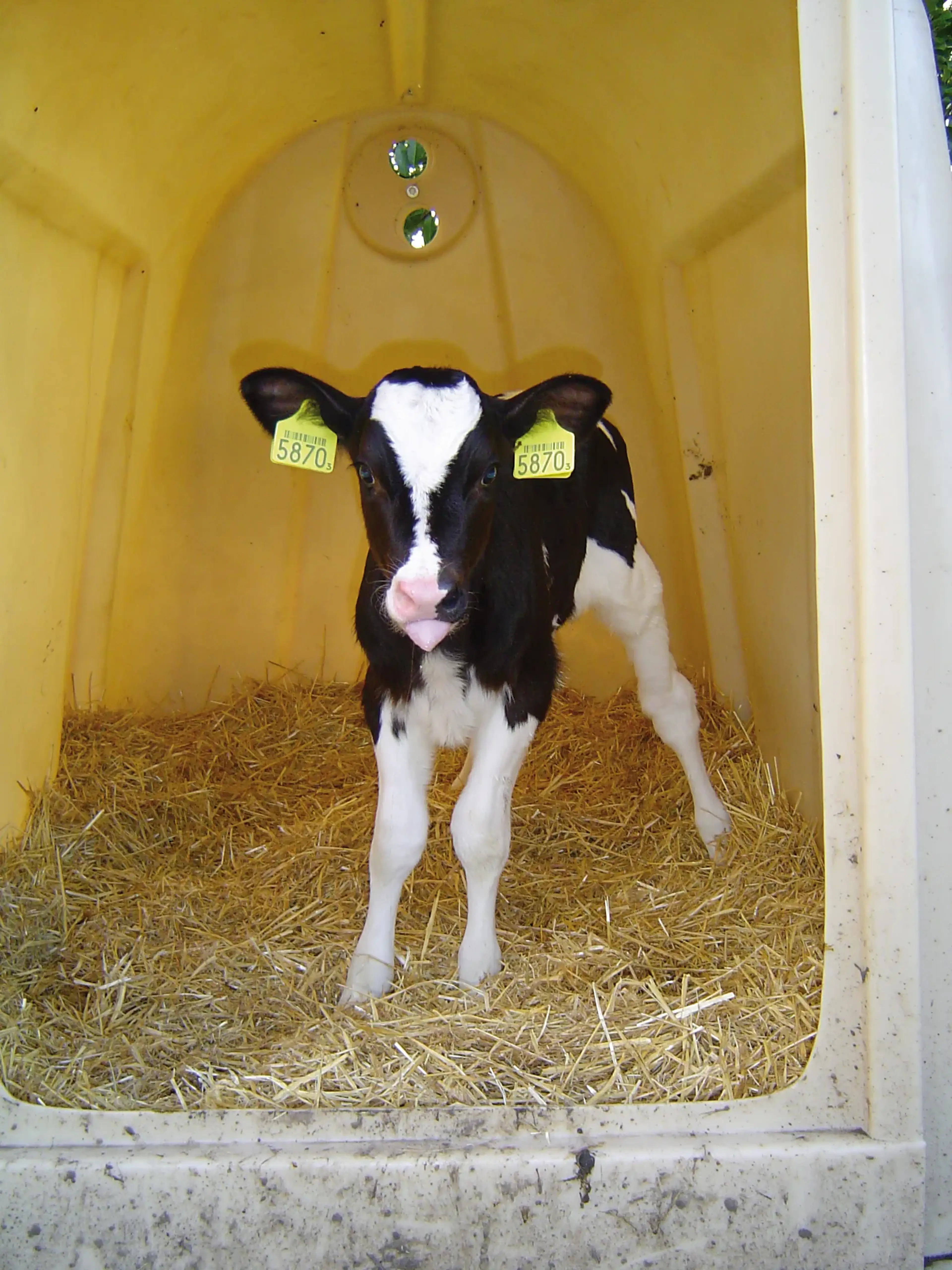 Calf in calf igloo