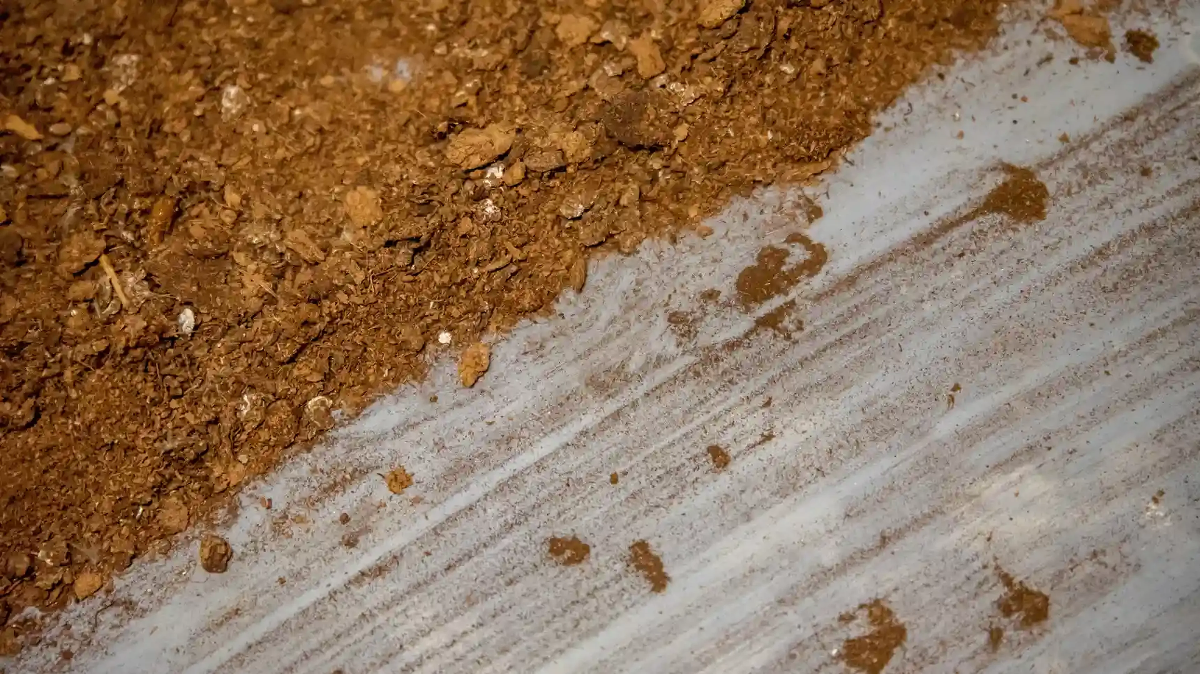 Cleaning poultry stable litter