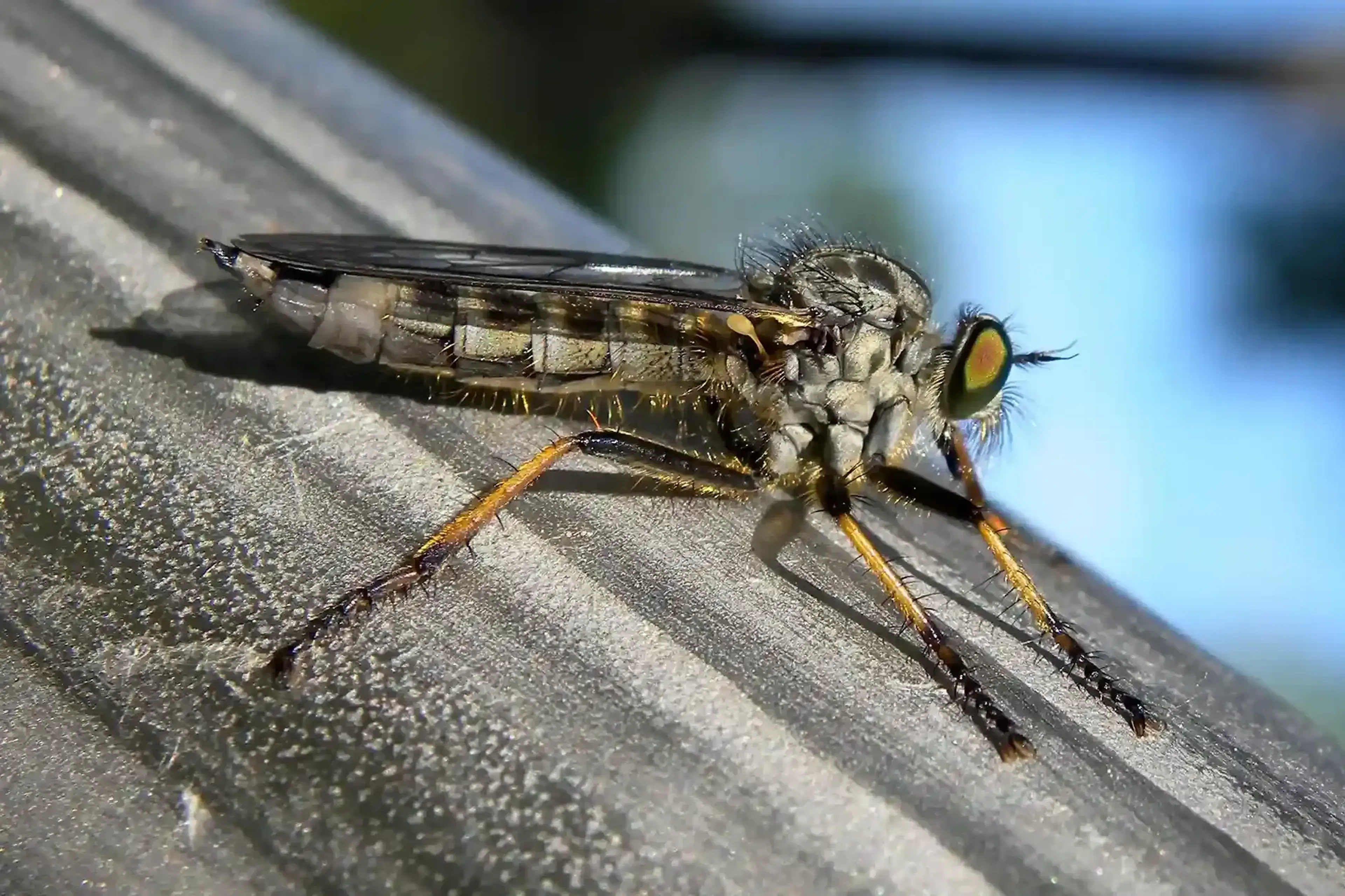 Tome el control hoy mismo: descubra los productos para el control de larvas que funcionan