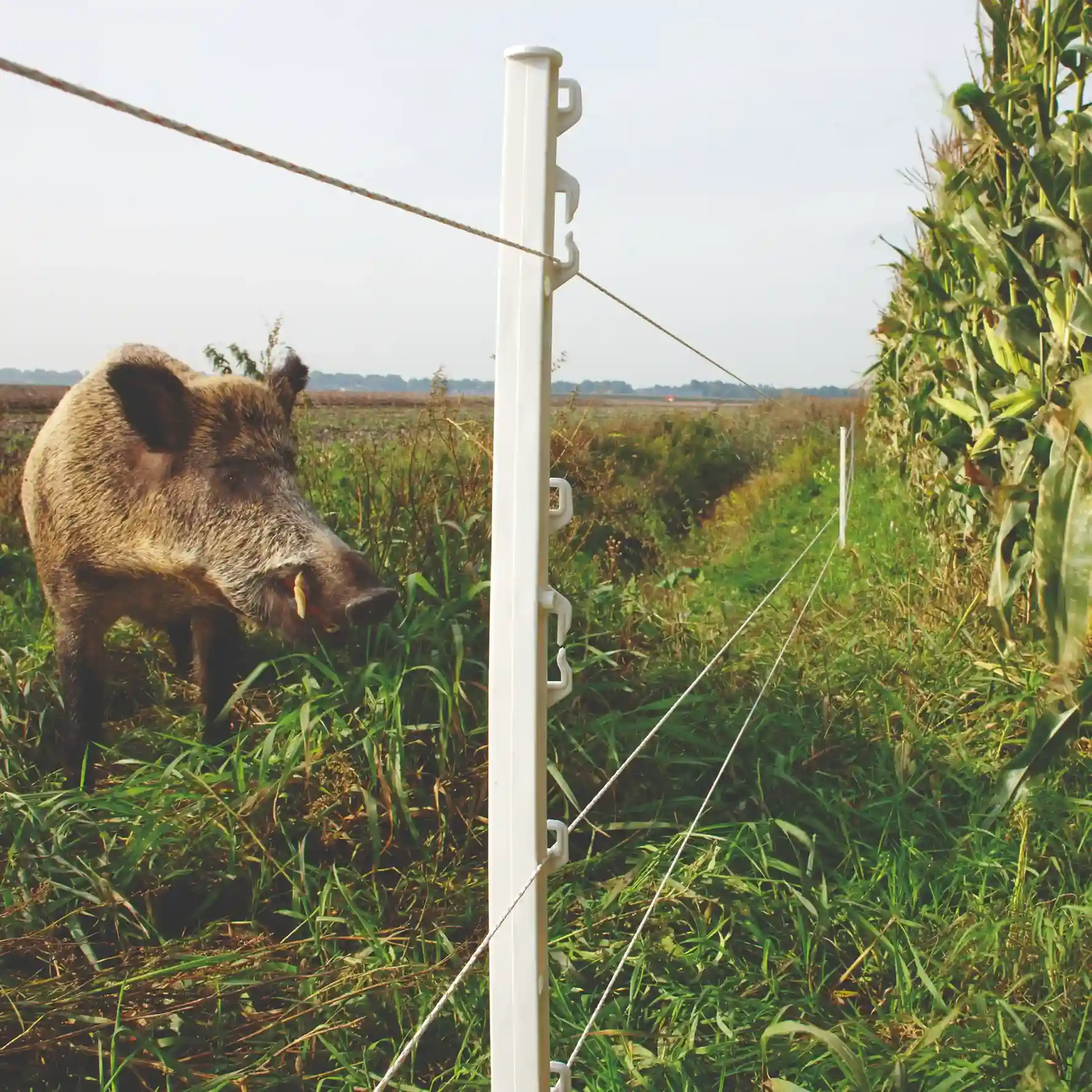 fencing keep out wild boars