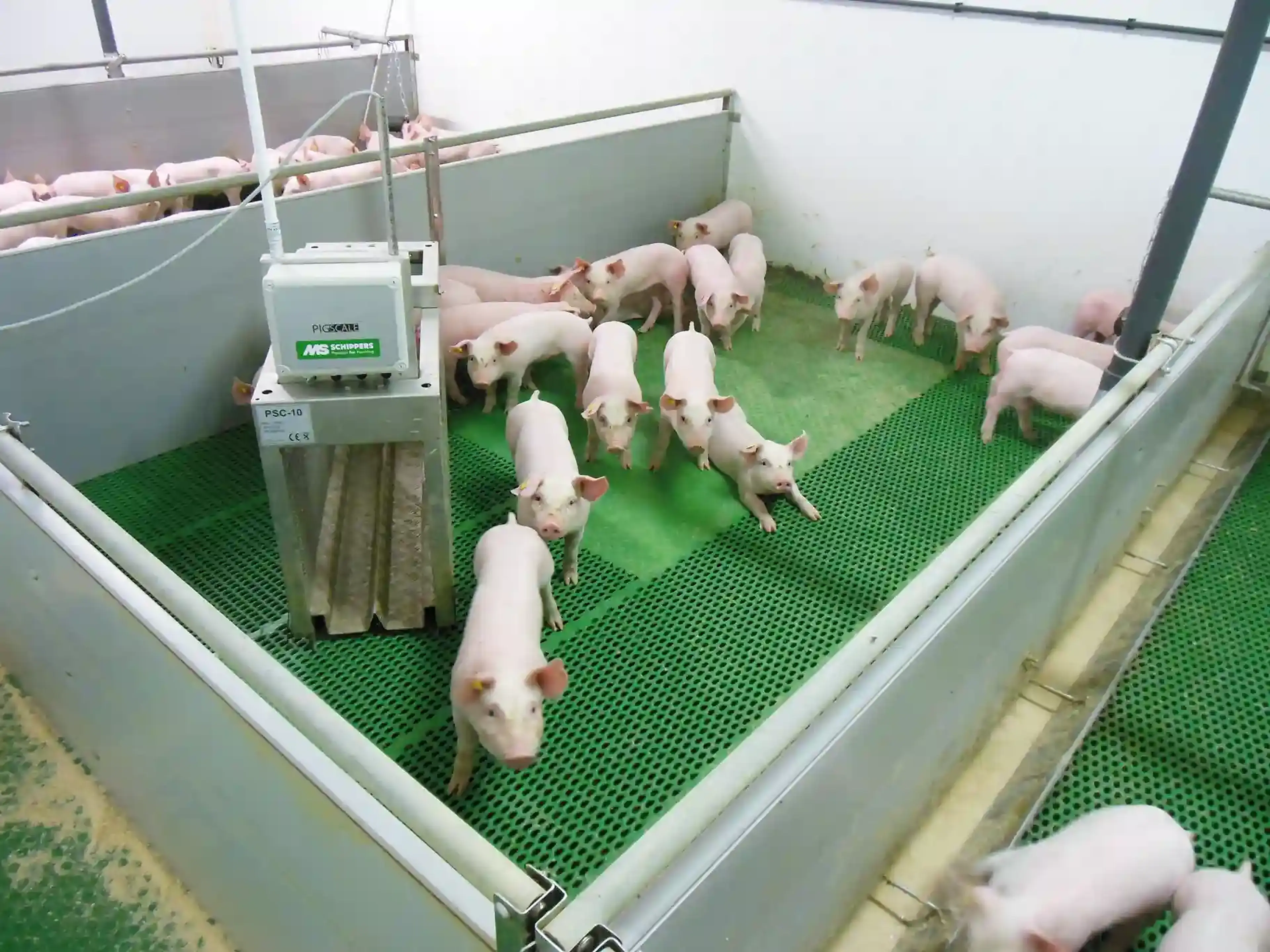 pigs using an automatic scale inside a farm pen