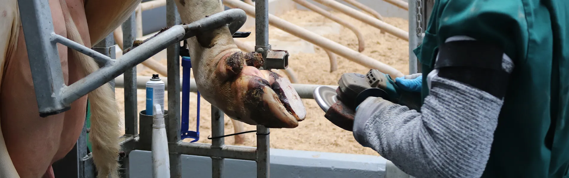 cuidado pezuñas ganado cuidado pezuñas ganado