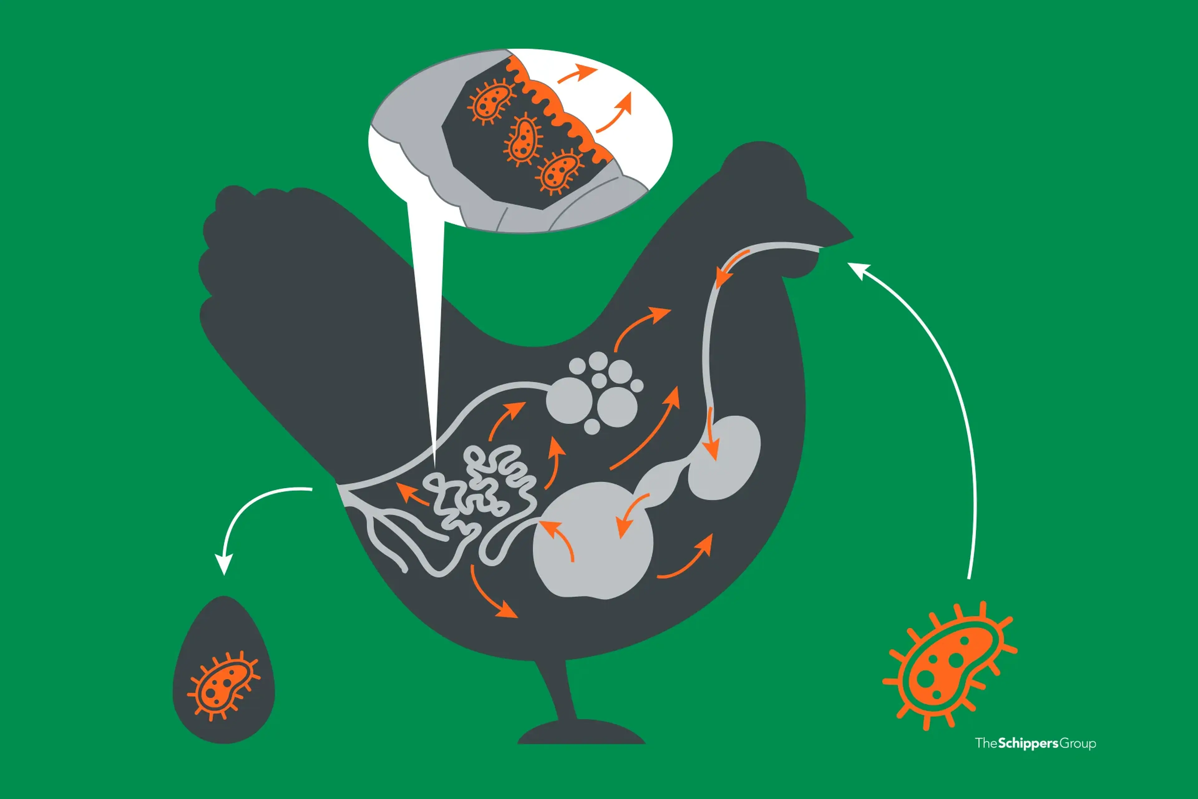 E. coli bij kippen voorkomen | 5 stappen tegen colibacillose