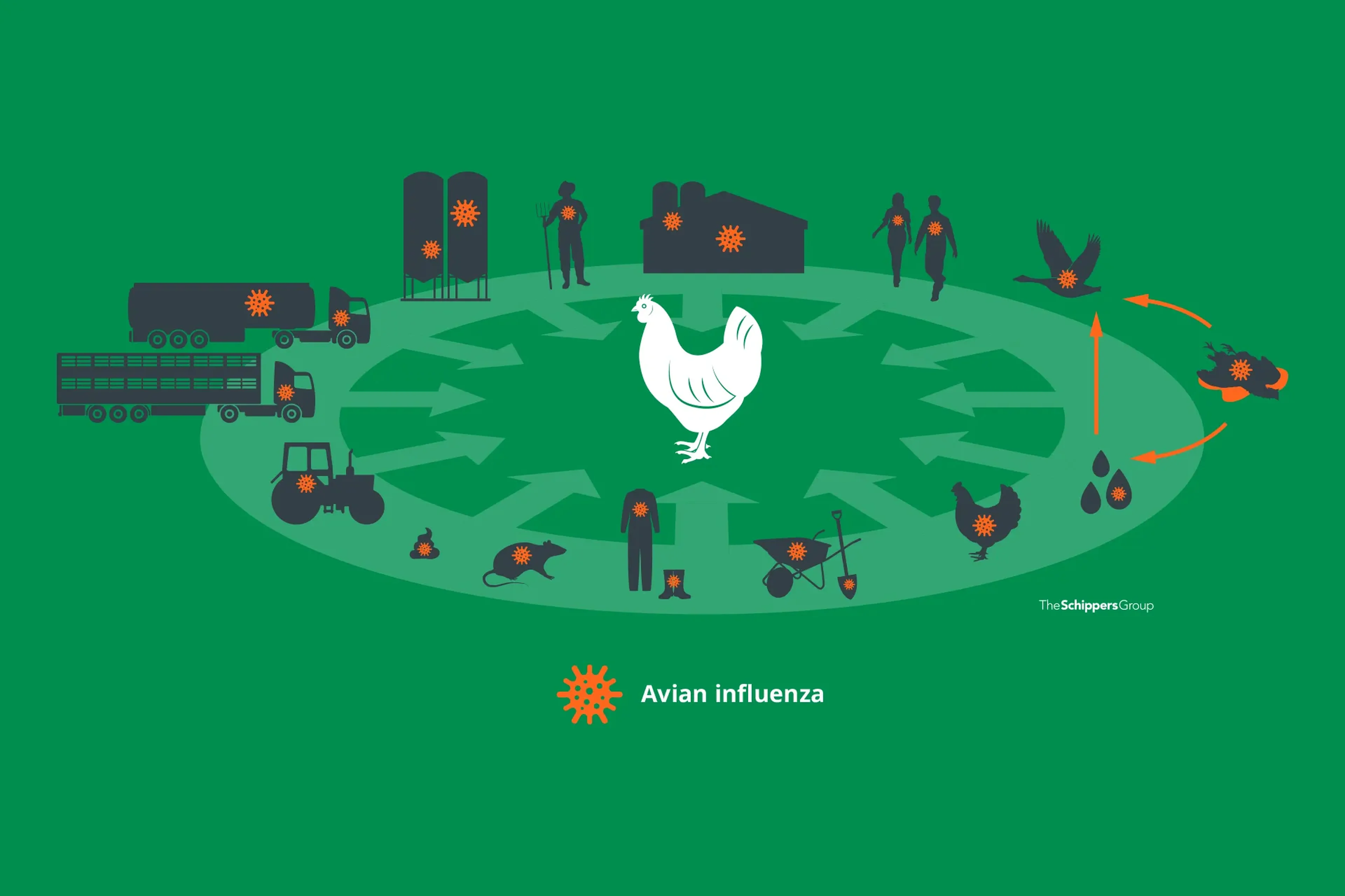 Chicken avian influenza spreads bird flu transmission