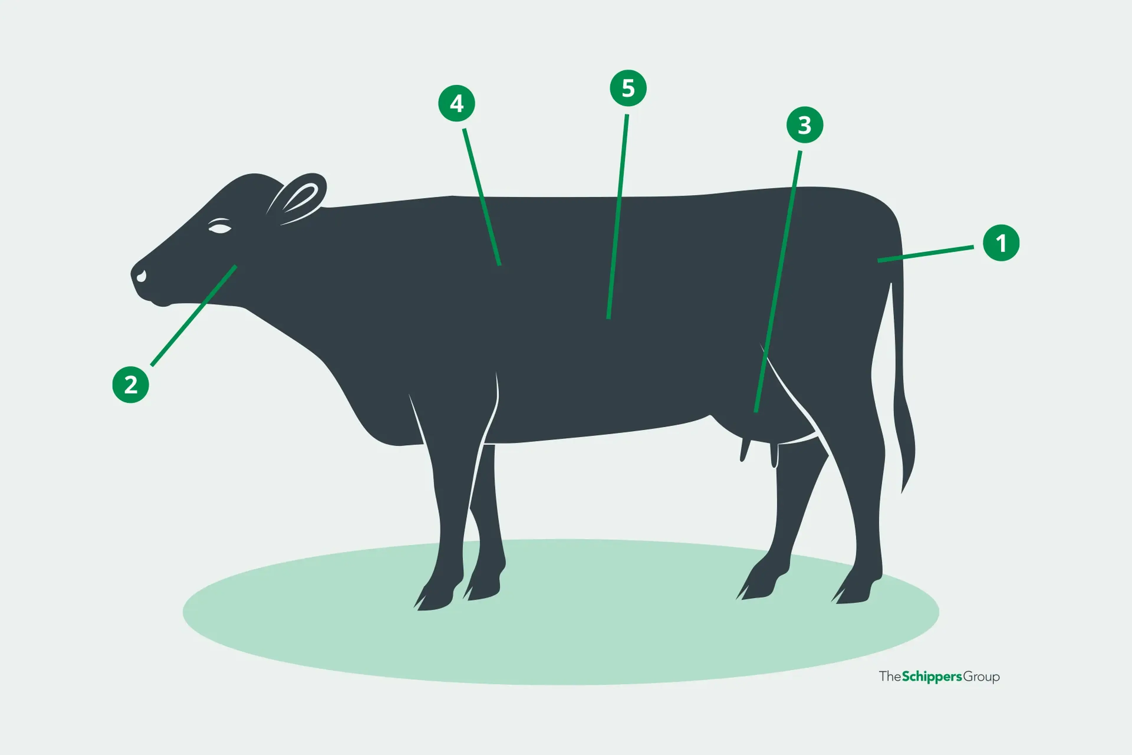 The 5 steps to prevent Salmonella in cattle