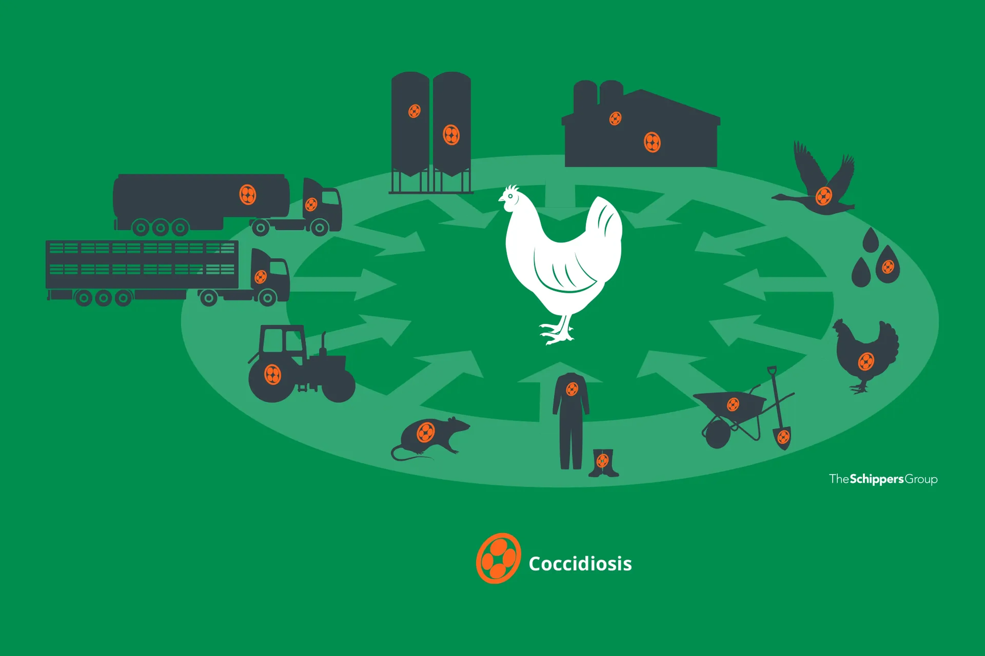 Poultry_Coccidiosis_Chicken