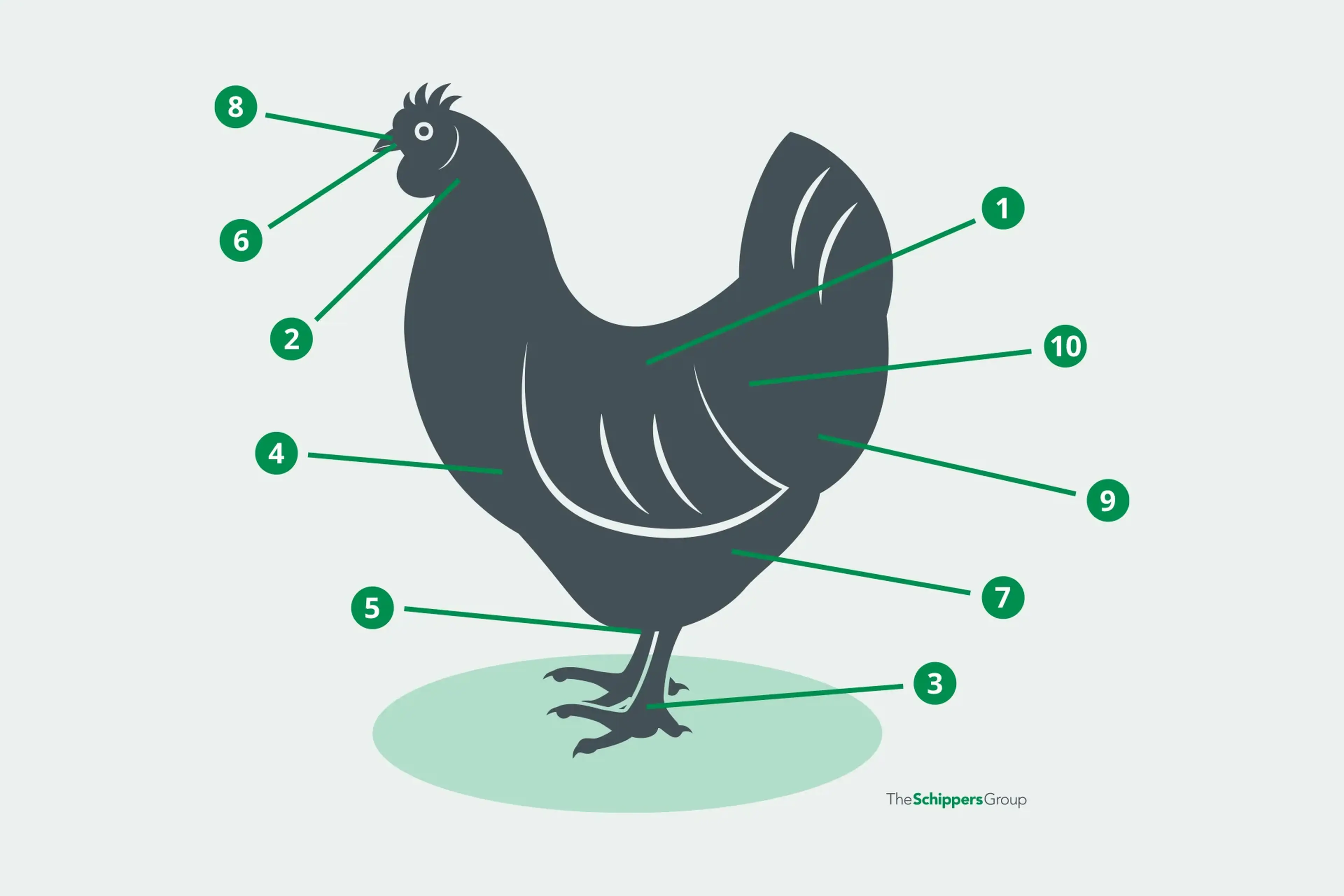 Symptoms of chickens with numbers