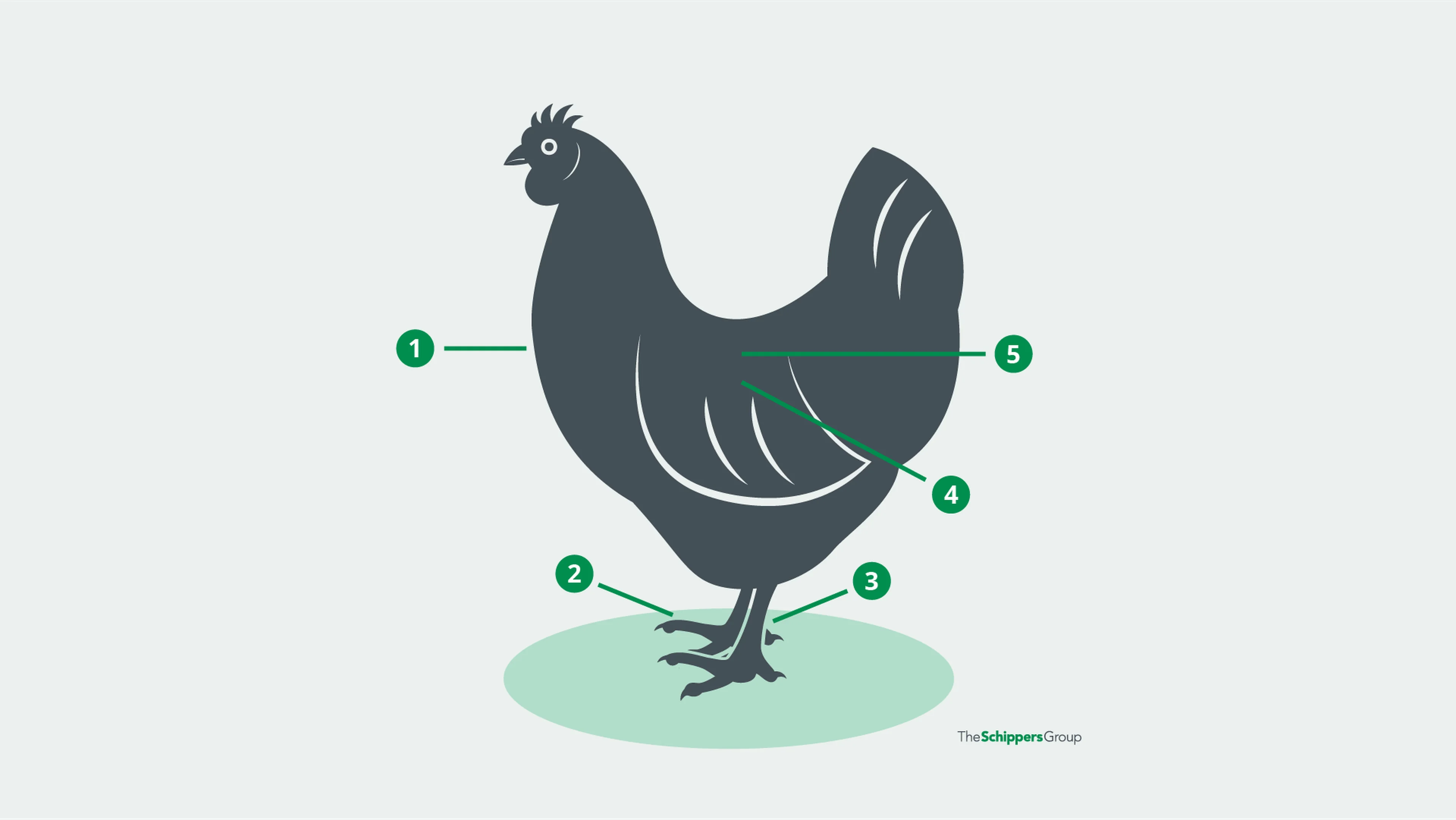 Symptoms Poultry Disease_Reovirus