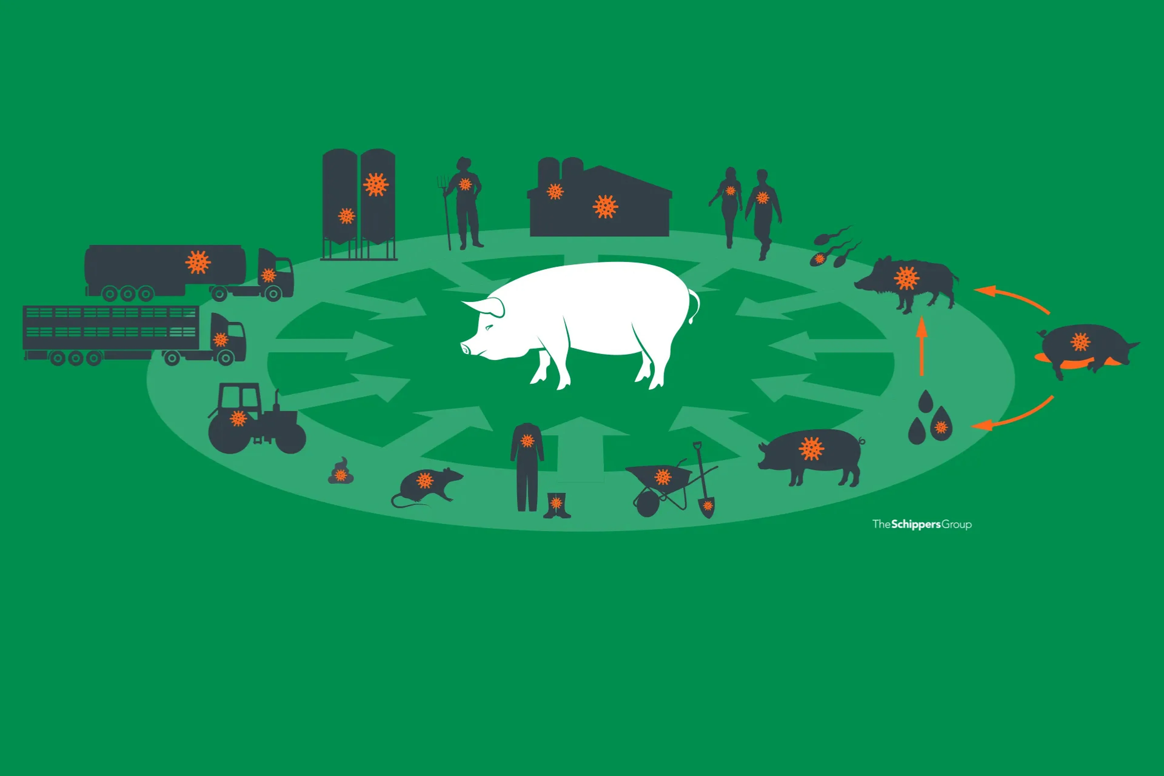 Pigs-spreading-transmission-virus