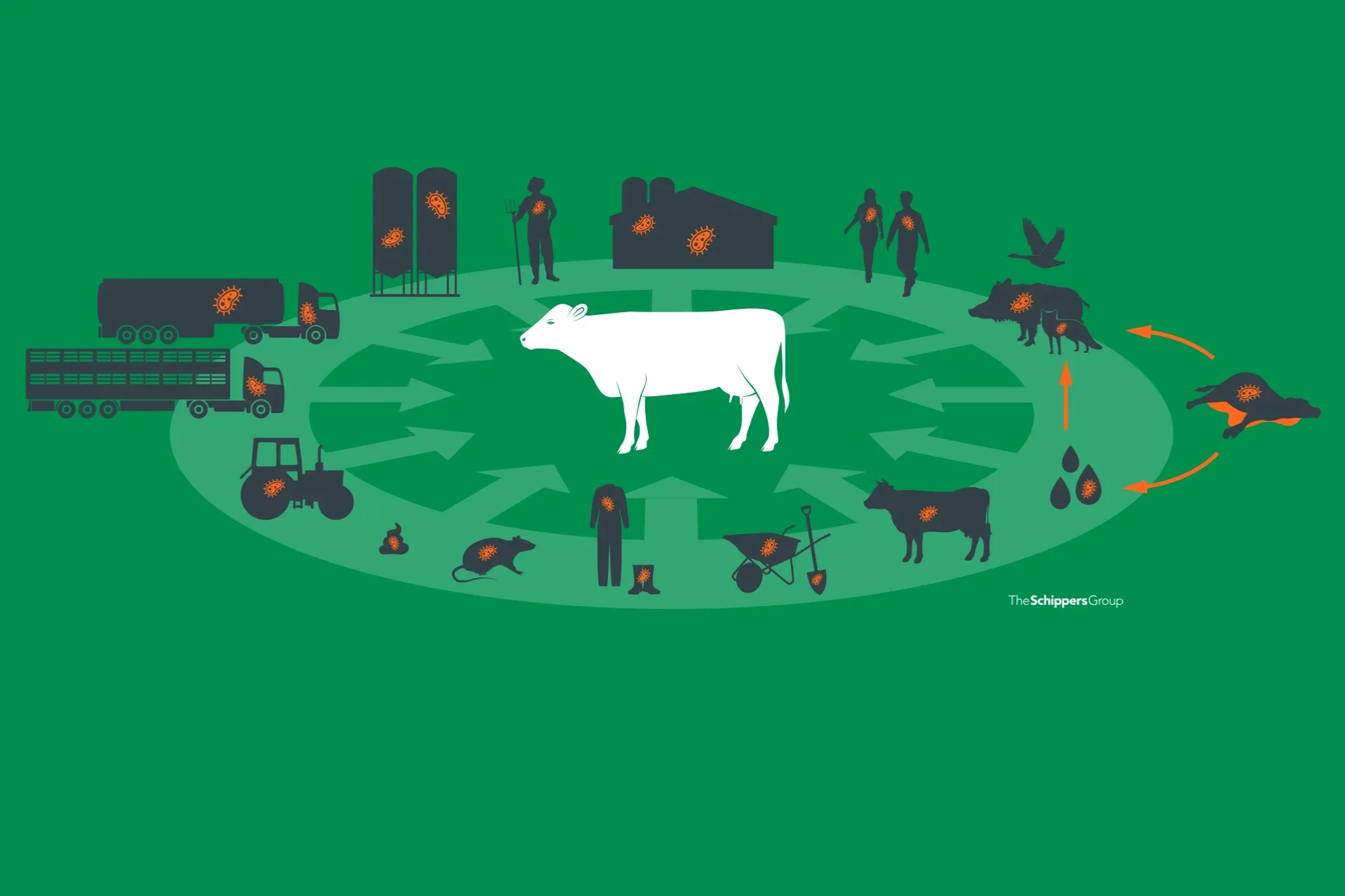 Spreading-route-FMD