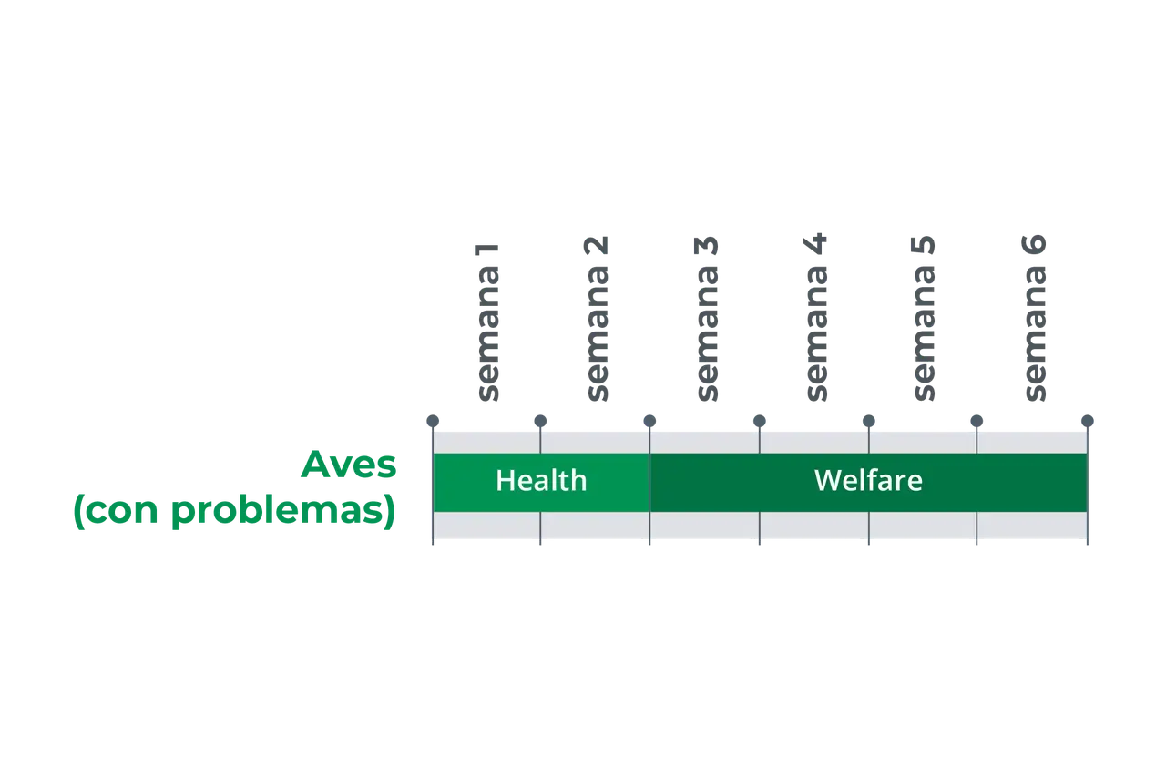 MS GoldFeed poultry (demanding farming)