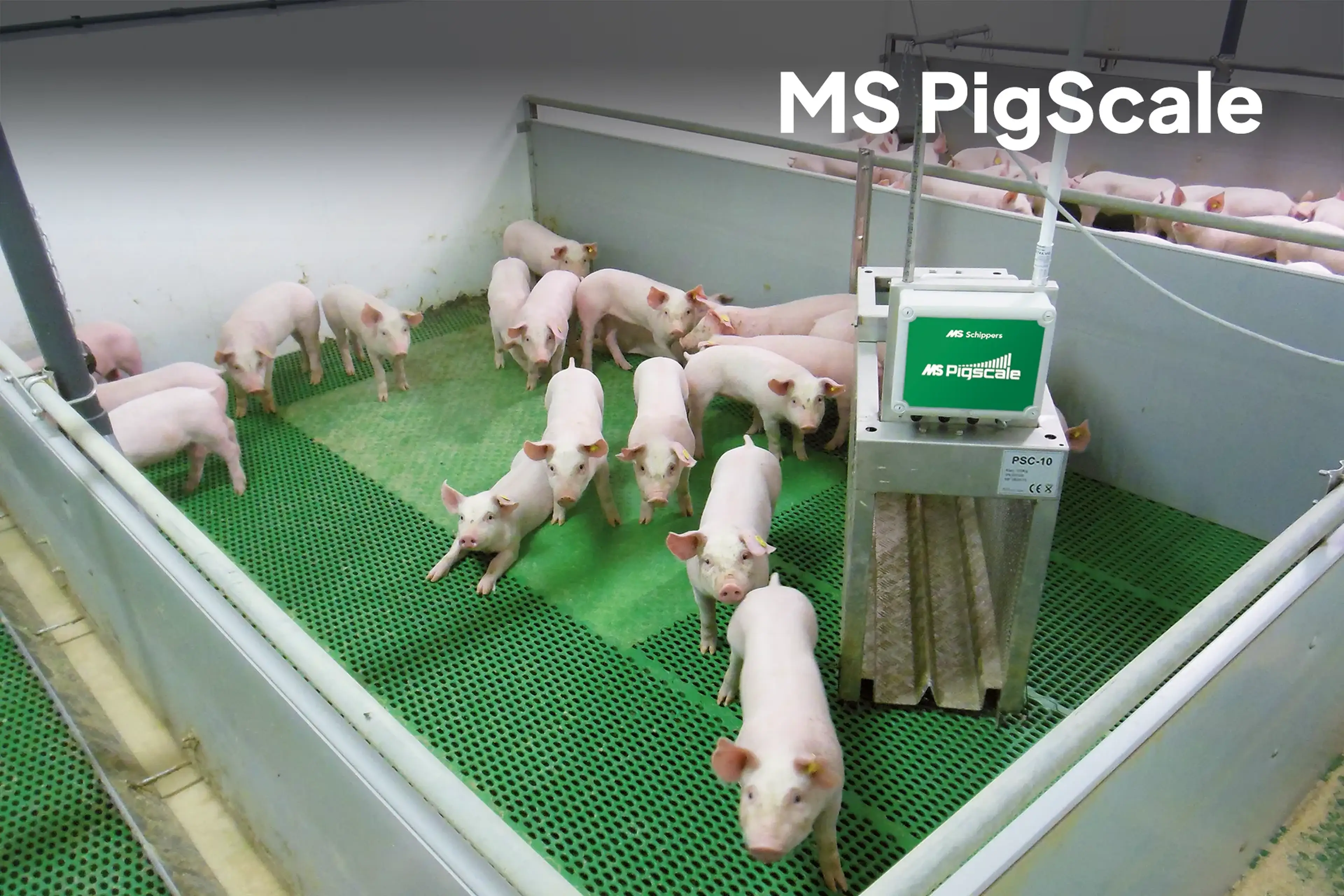 MS Pigscale