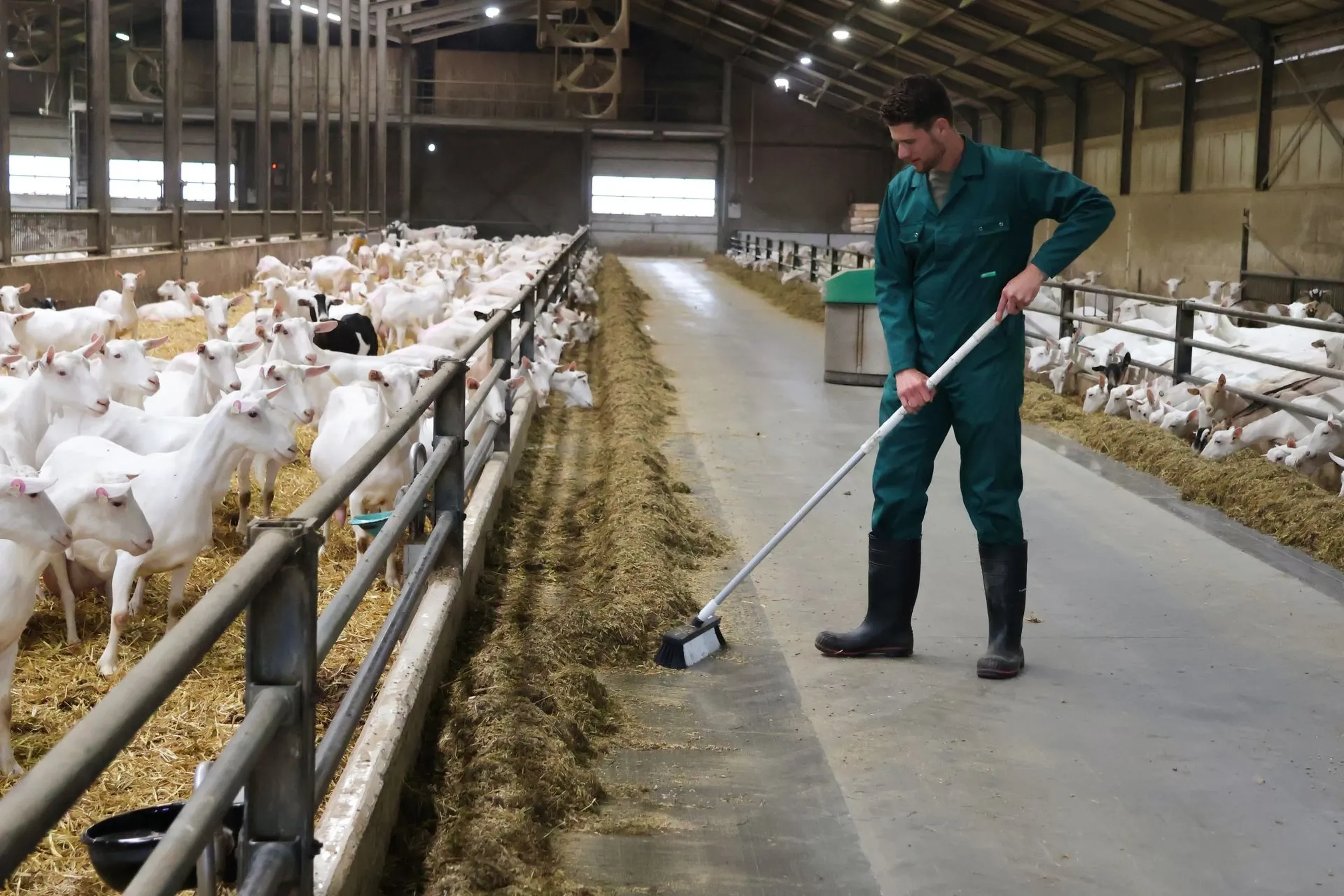 silage-goats-feed-alley