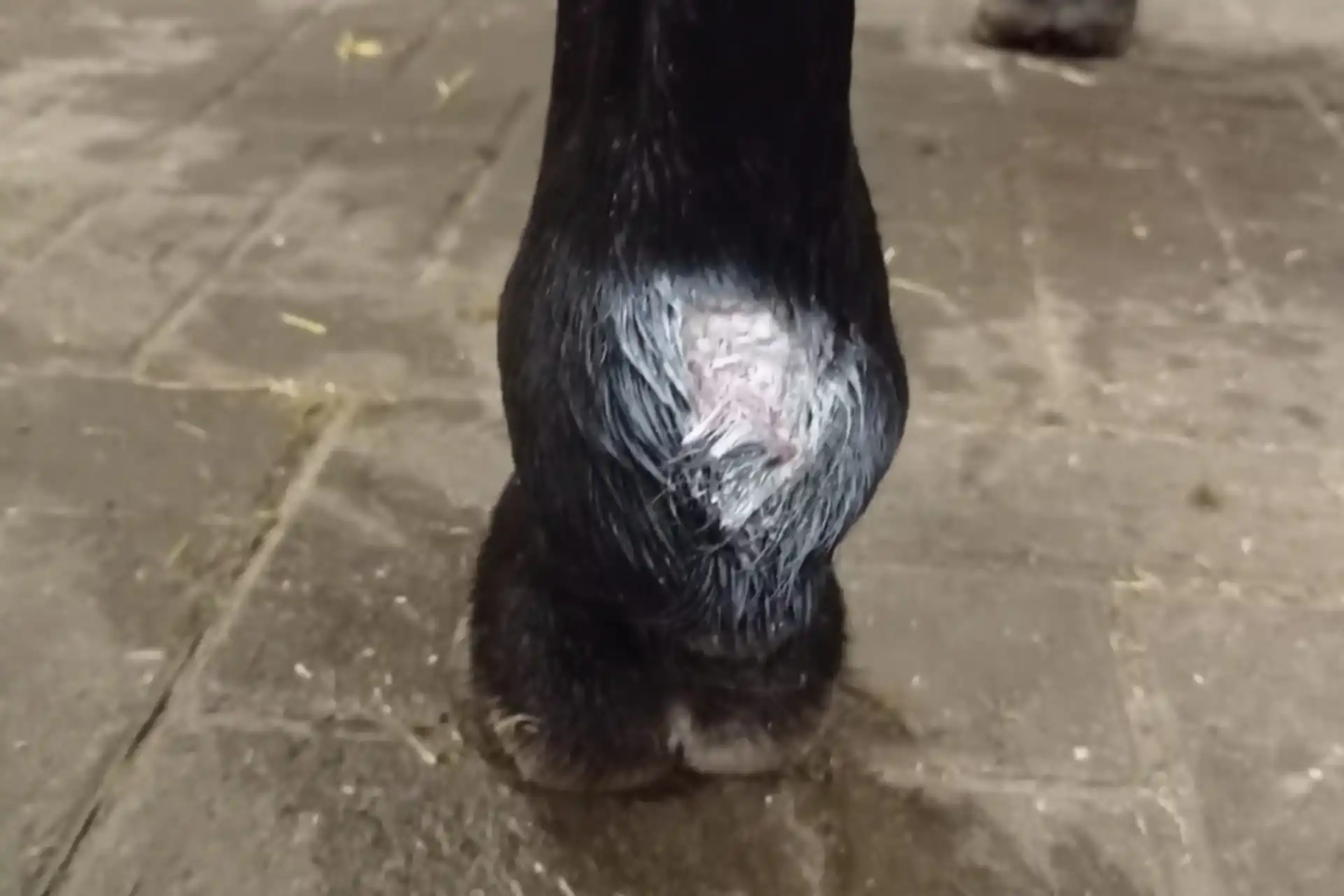 1909980_powderspray_woundcare-hoof