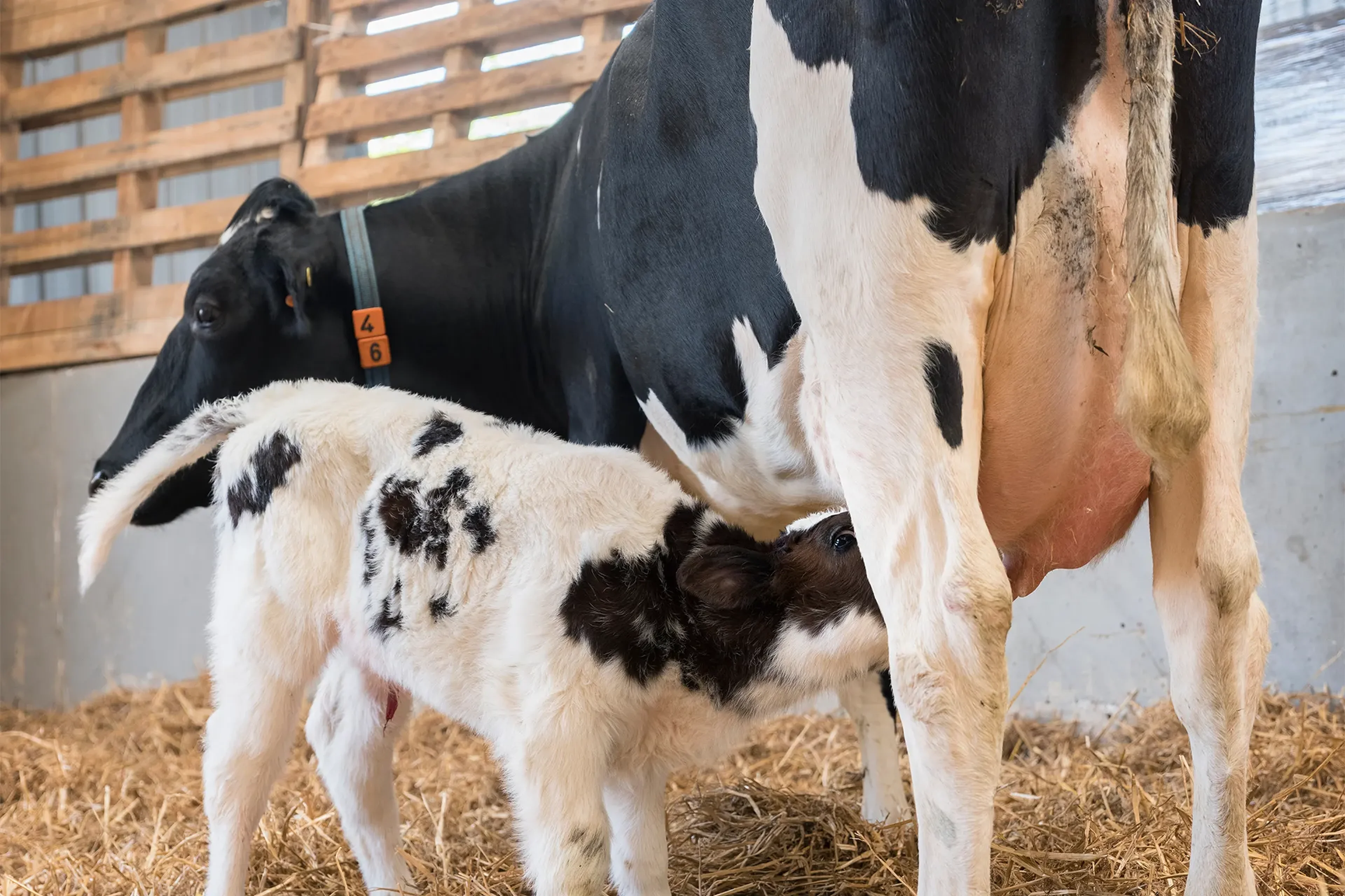 Calf drinking from cow