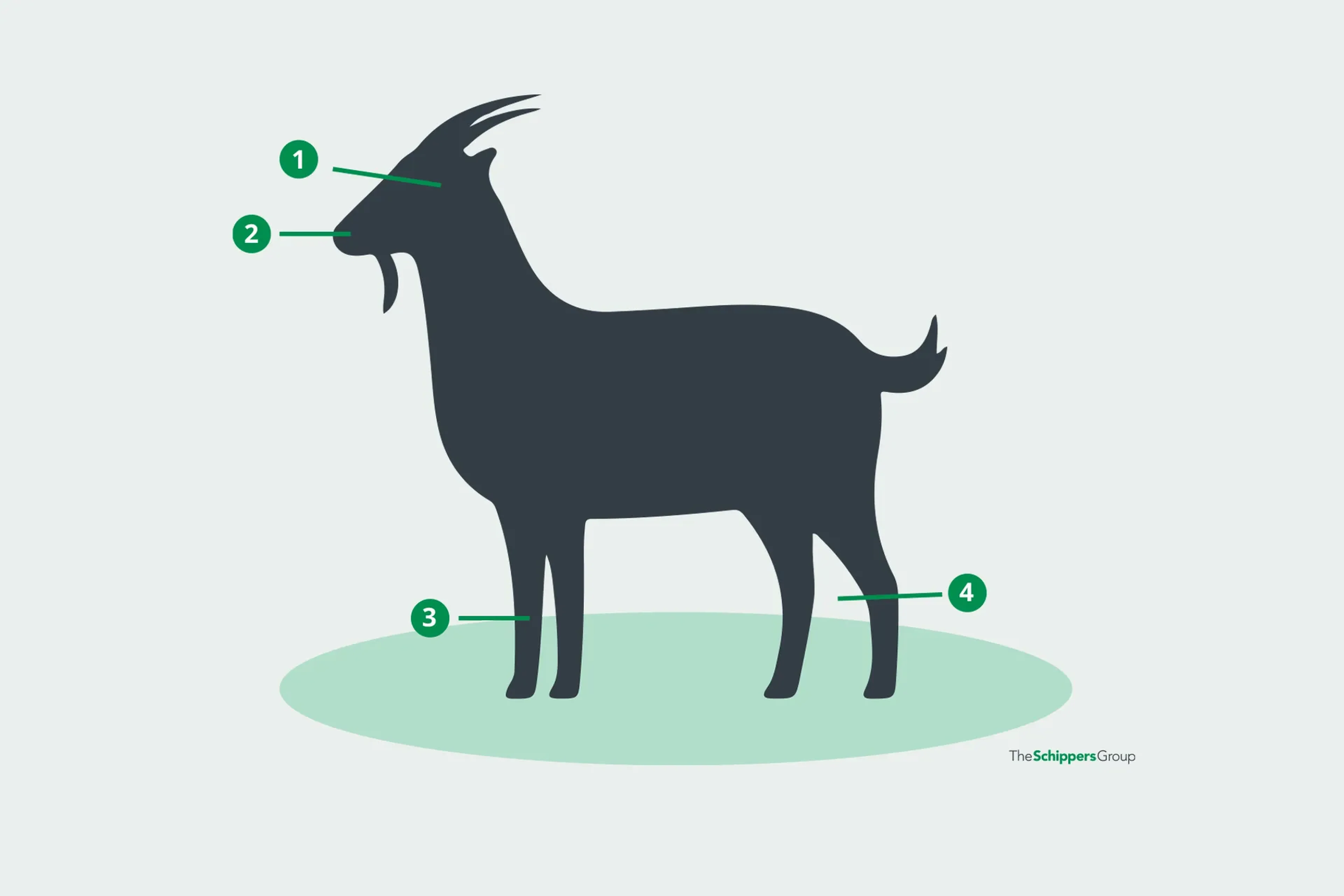 goat joint inflammation