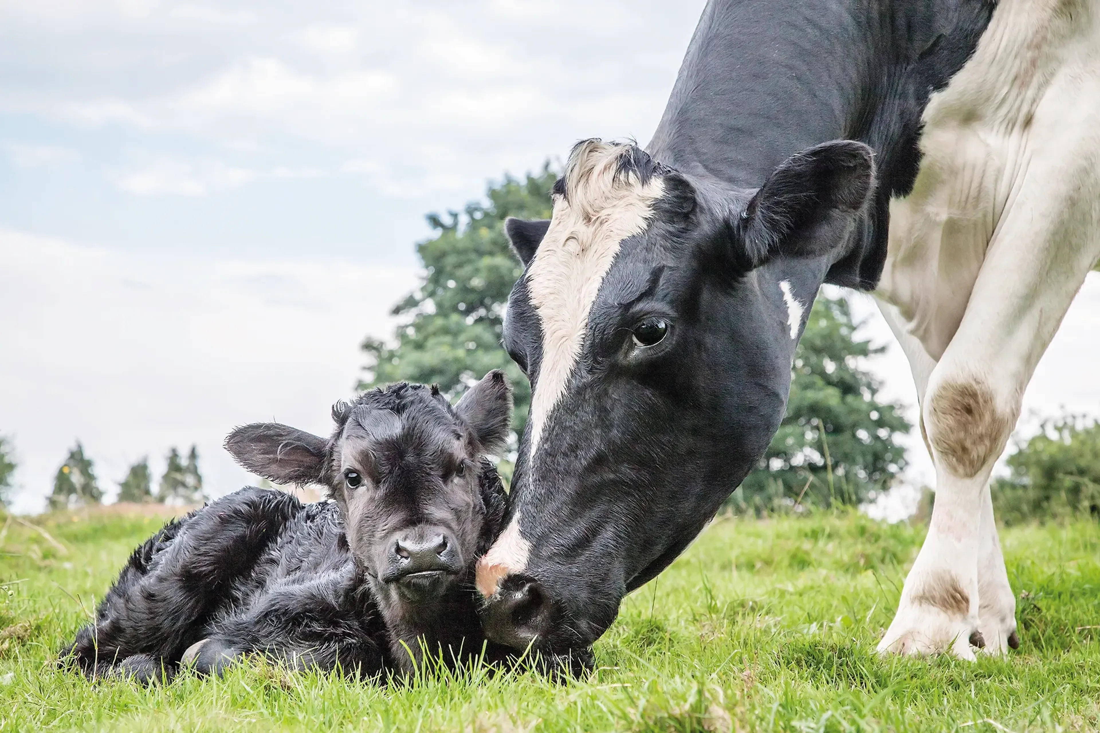 Cow with calf