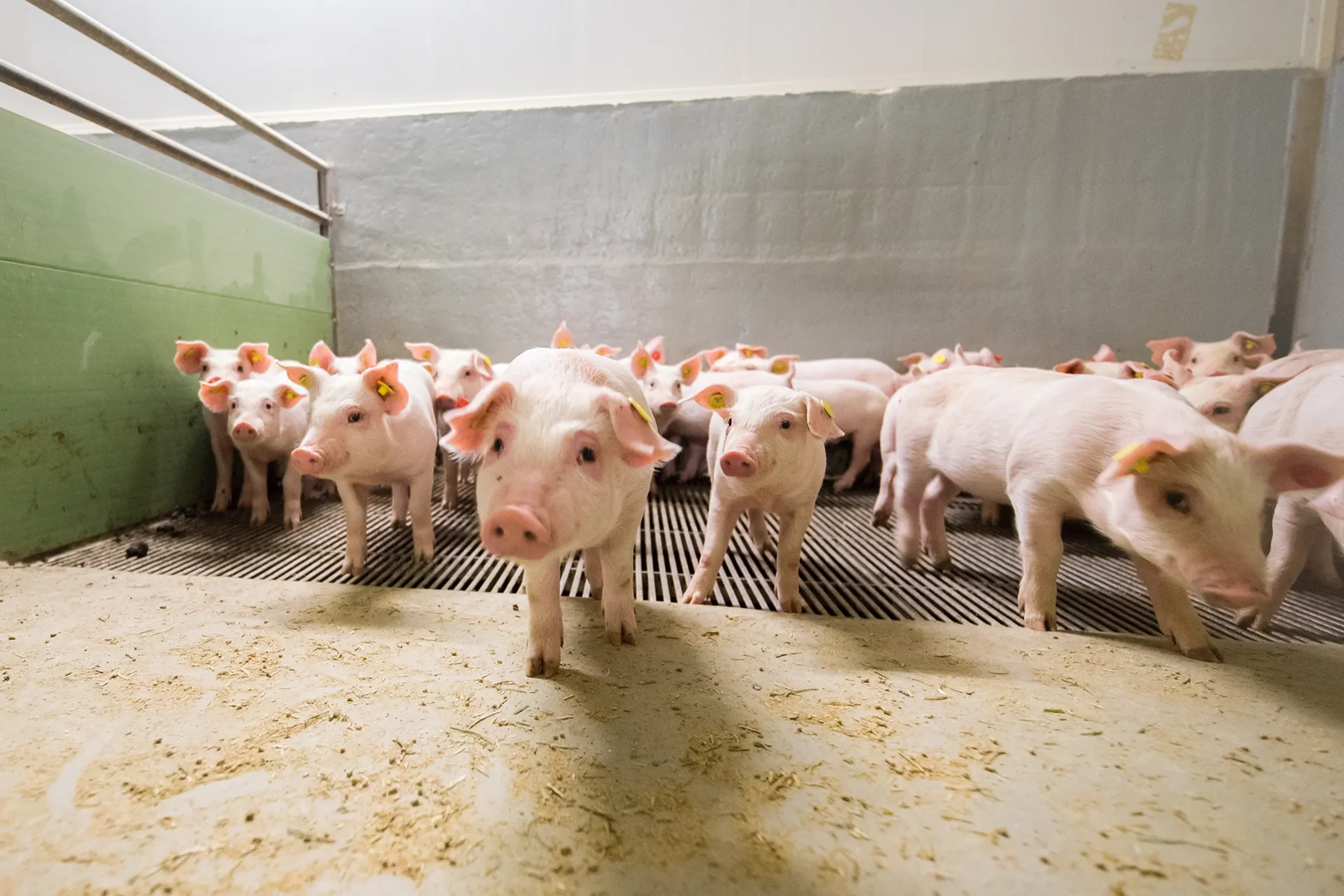 Floor coating for Piglets