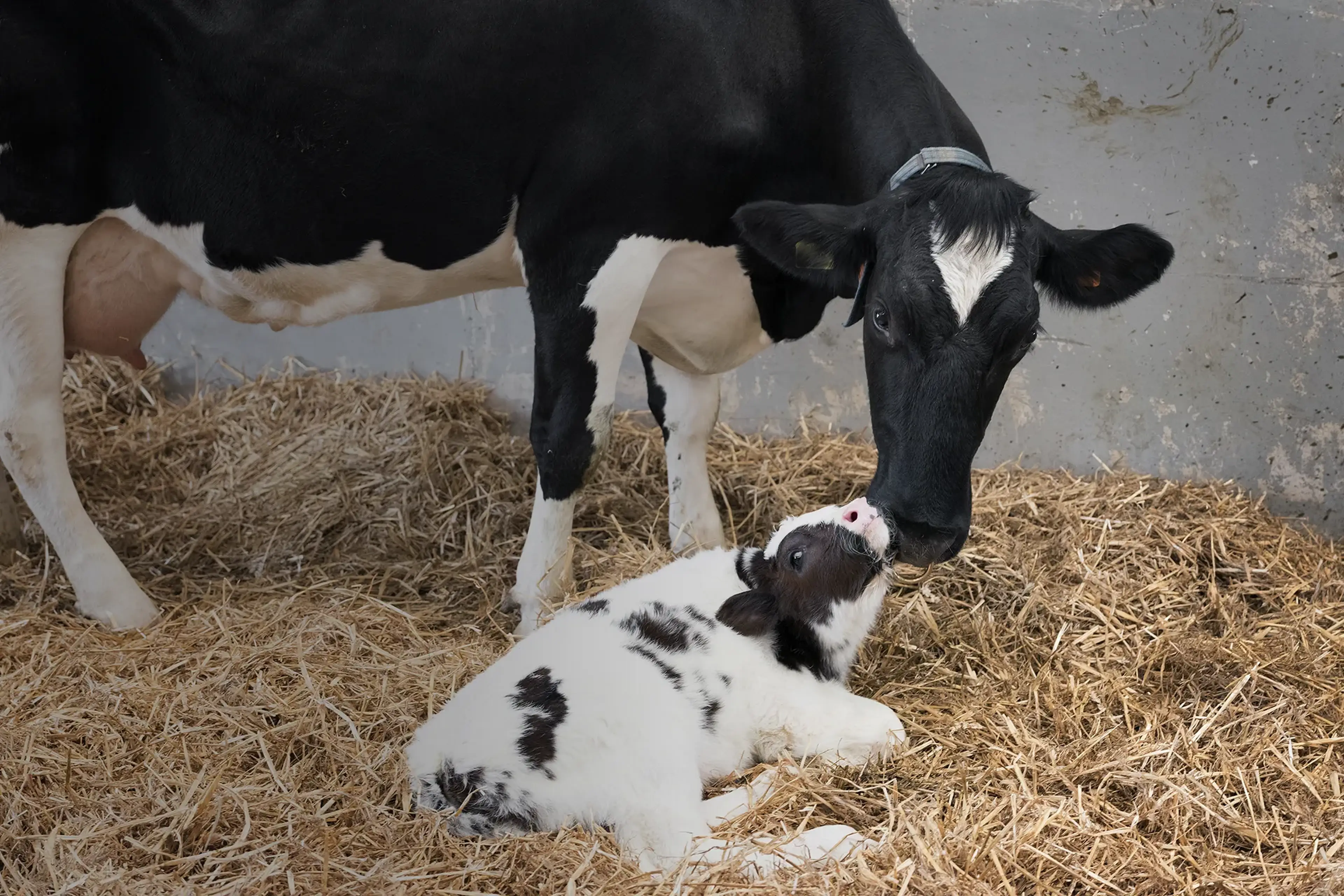 Precisievoedering, ondersteuning van de energiebalans van melkkoeien