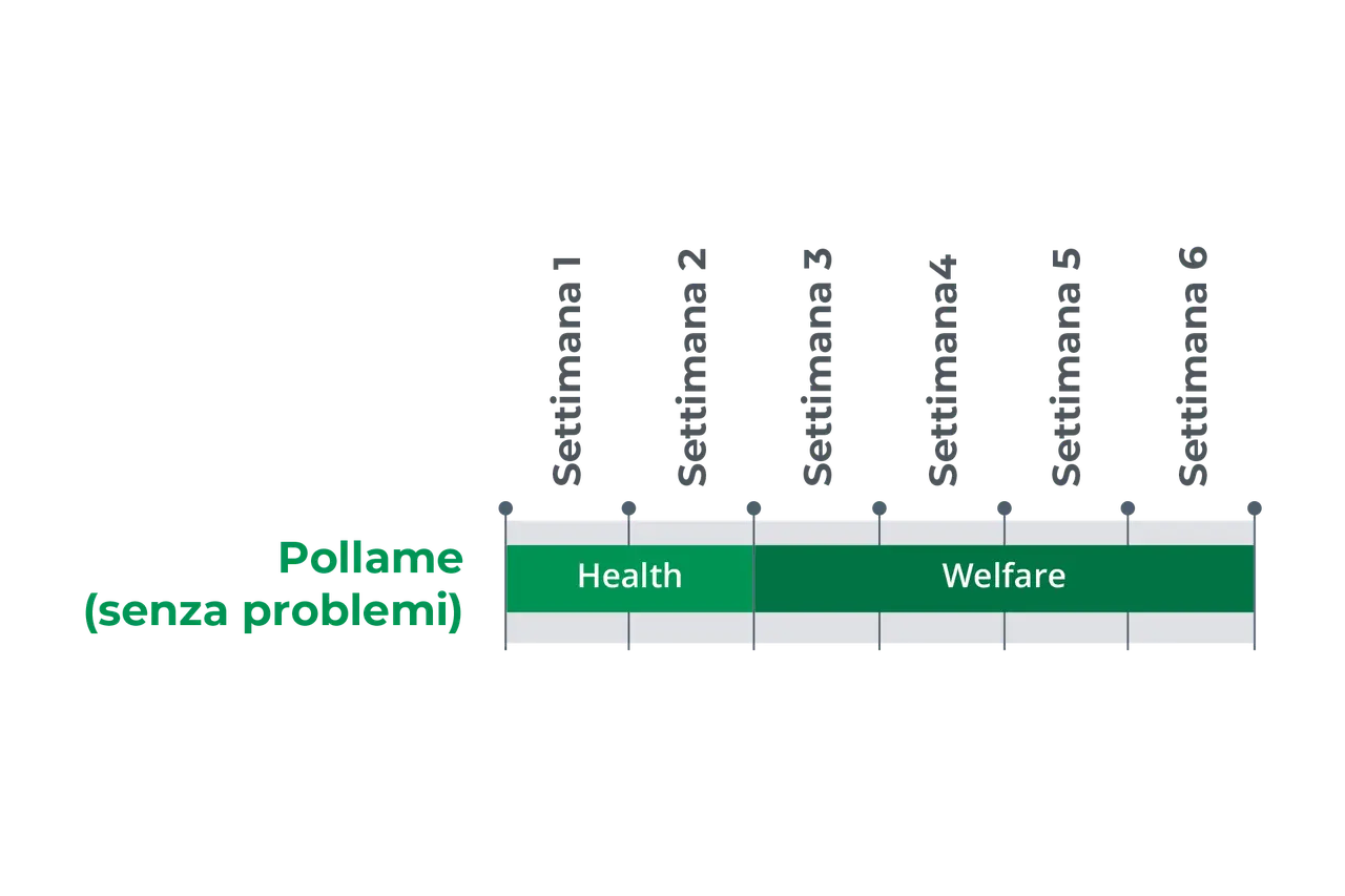 MS GoldFeed poultry (easy farming)