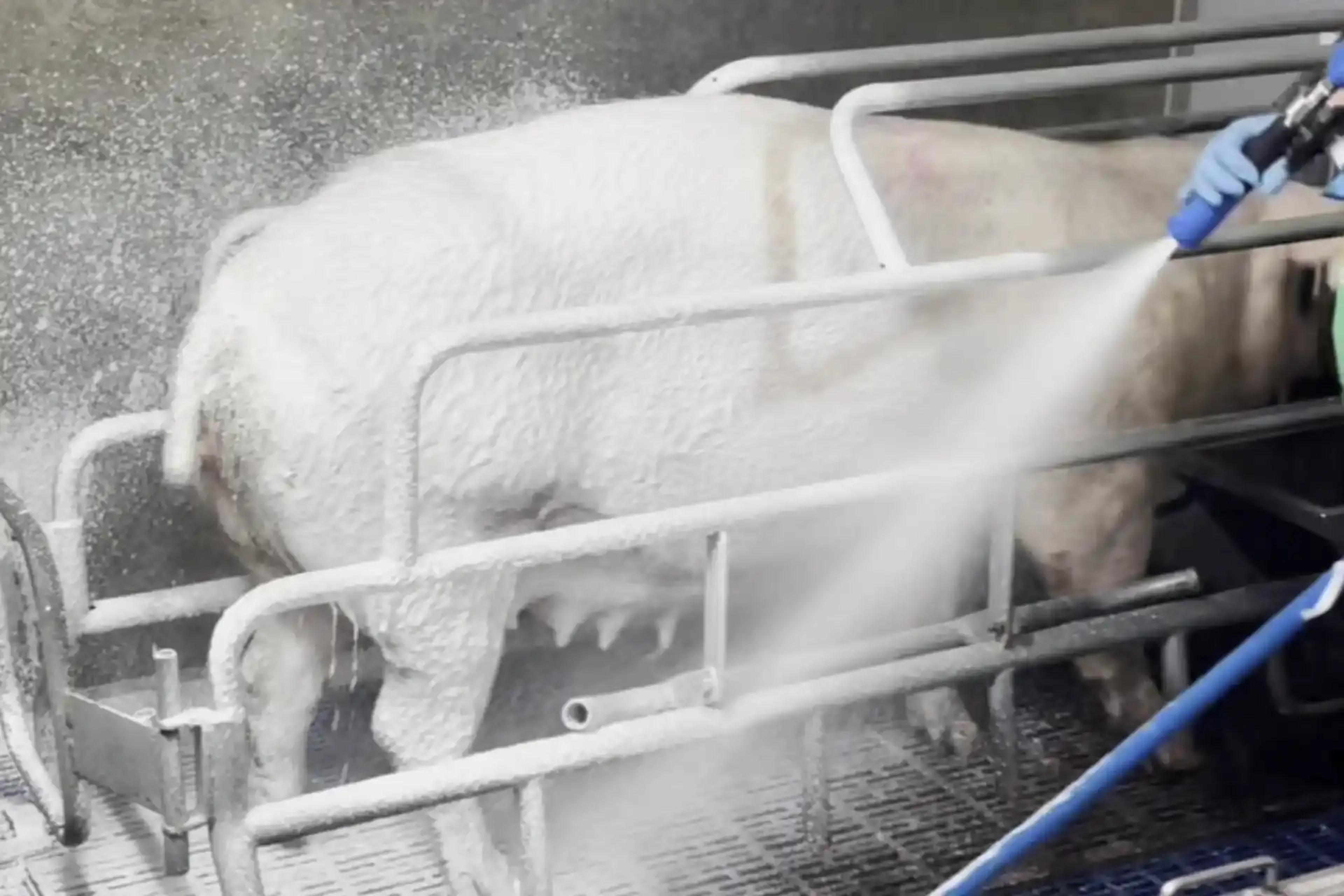 Gebruik warm water en veeshampoo