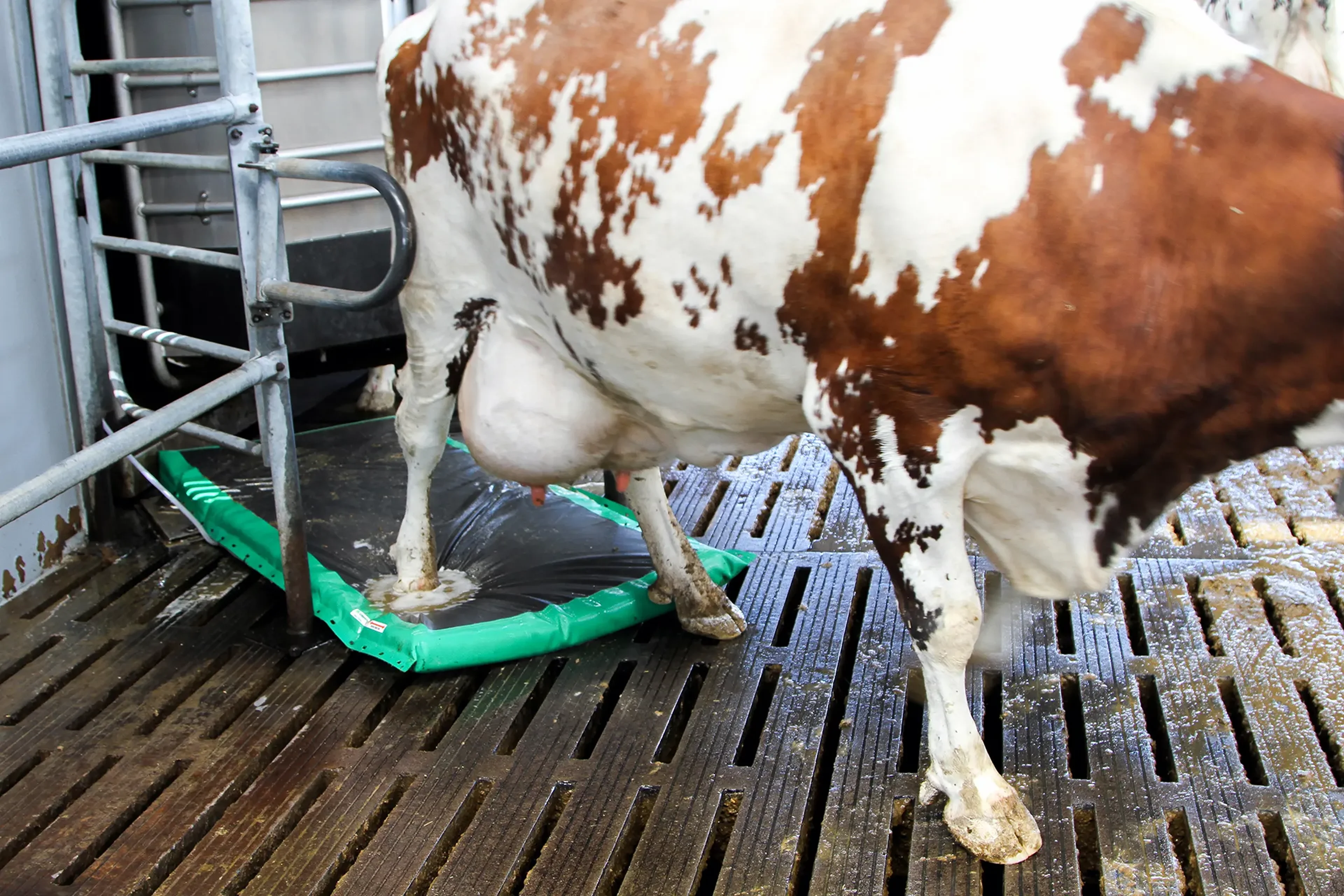 AutoHoofClean__mat_cow