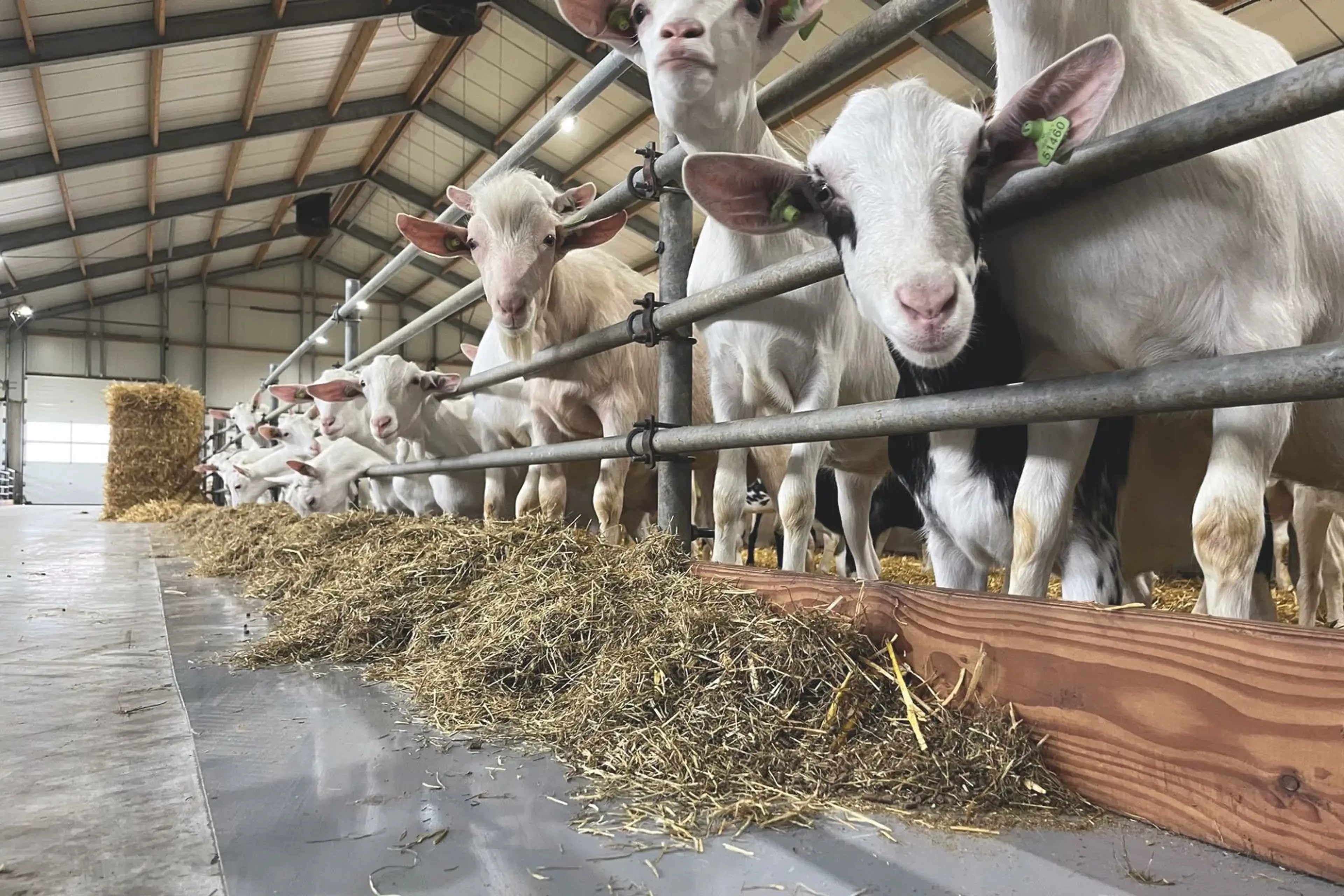 silage-management-goats