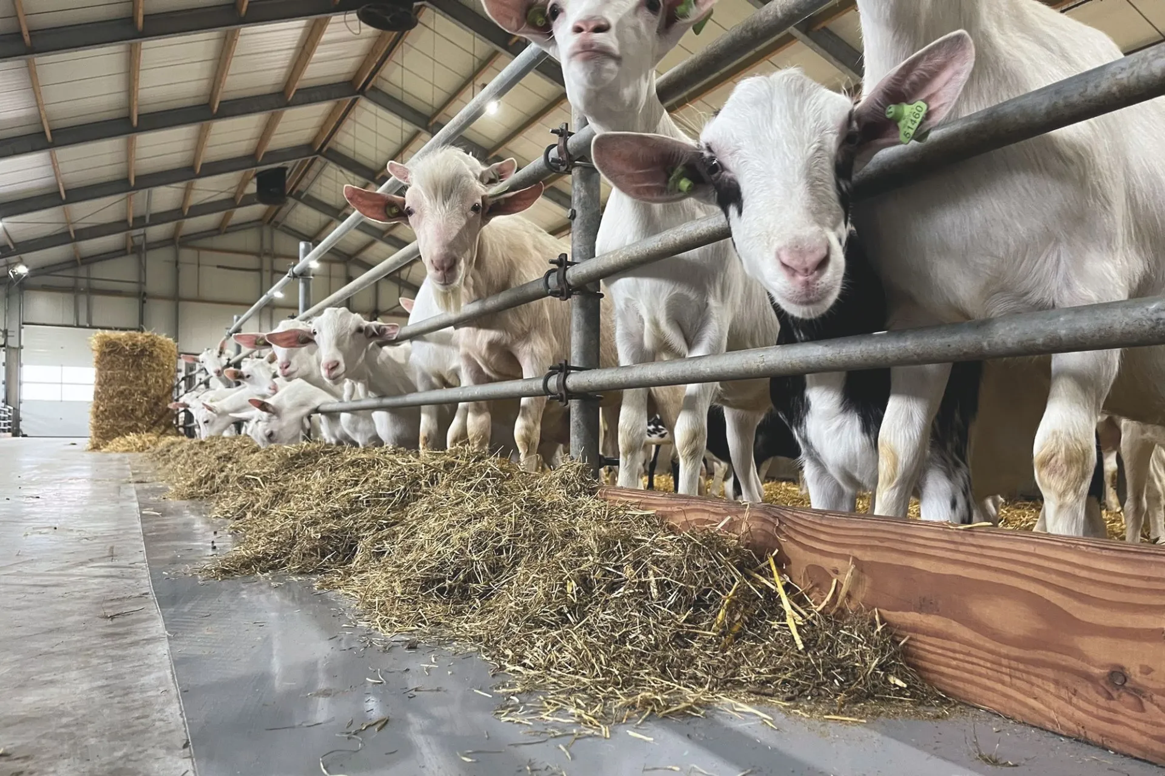 Goats - silage management