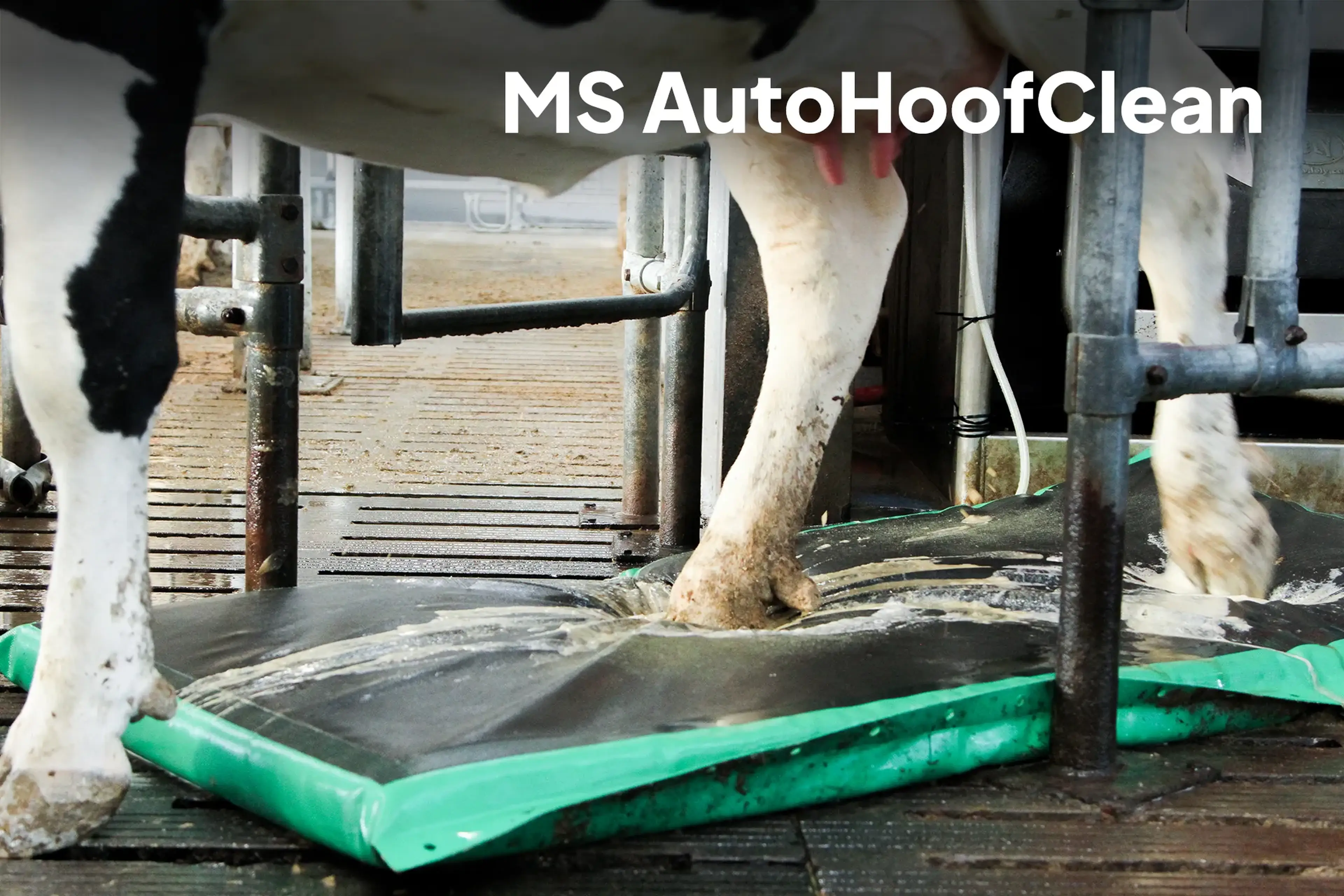 MS AutoHoofClean